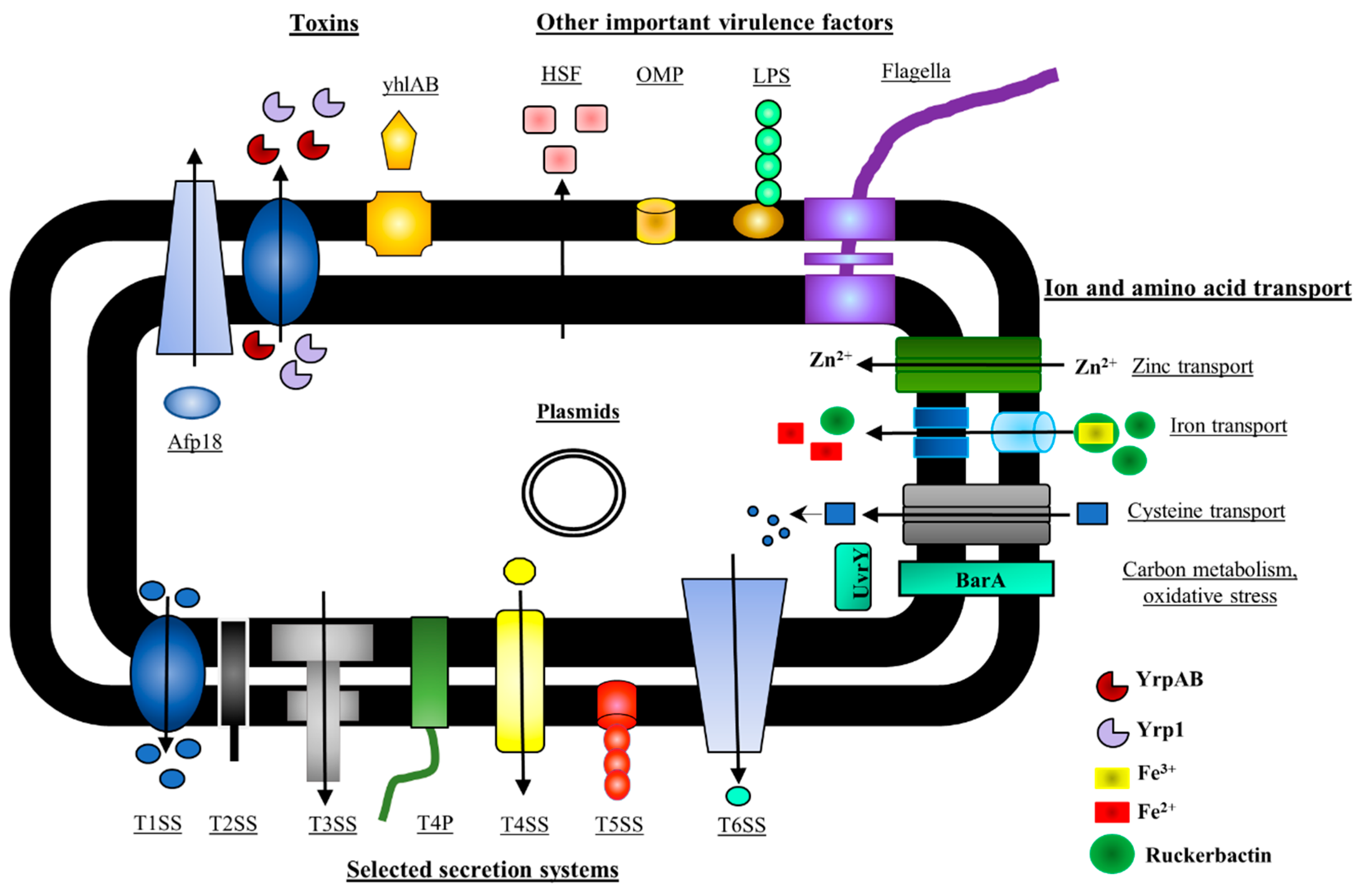 Genes 10 00700 g001