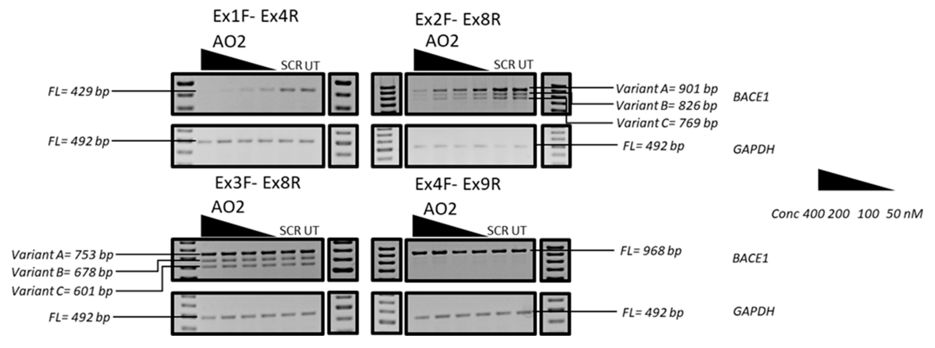 Genes 10 00705 g006 550