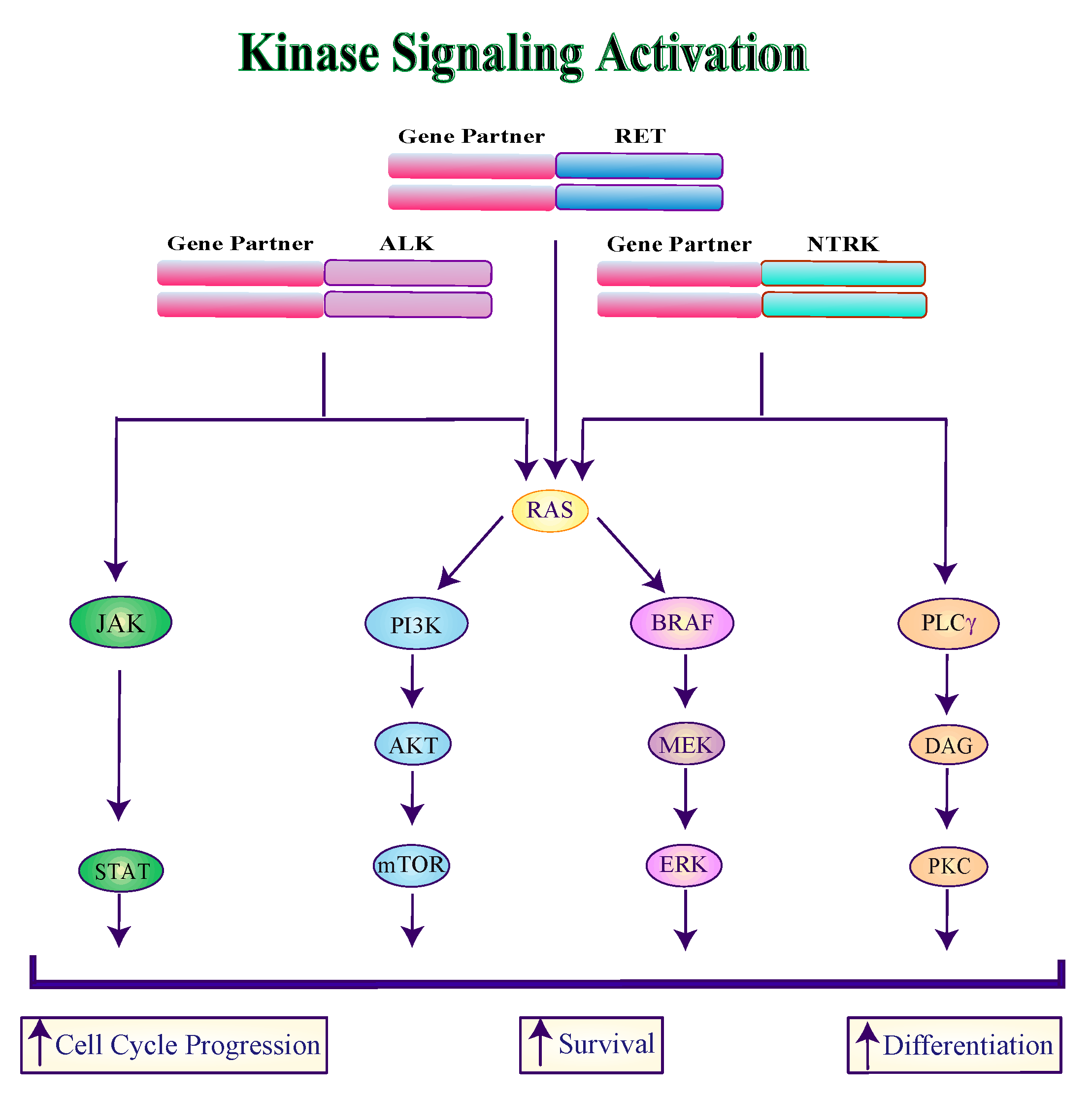 Genes 10 00709 g002