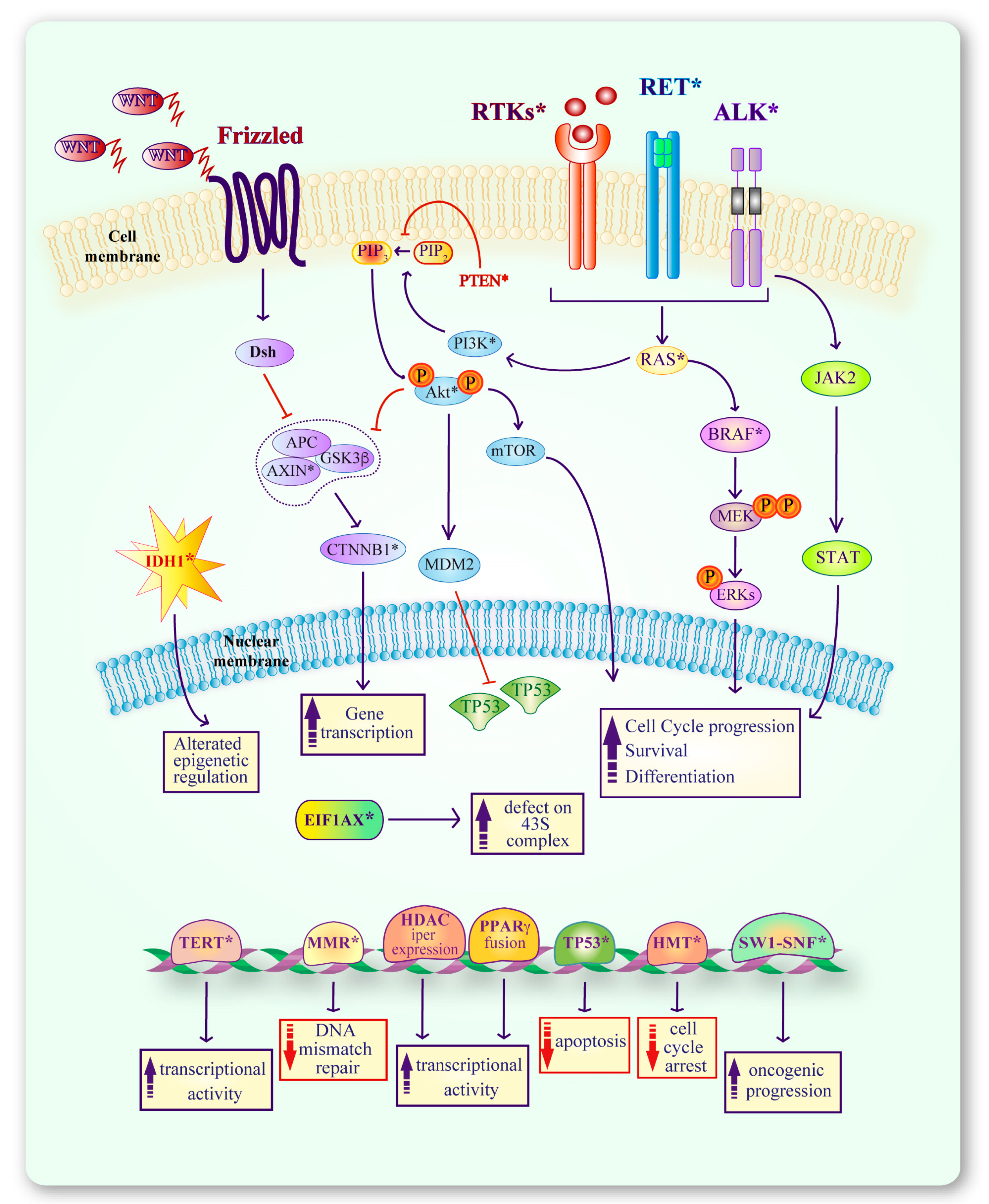 Genes 10 00709 g003