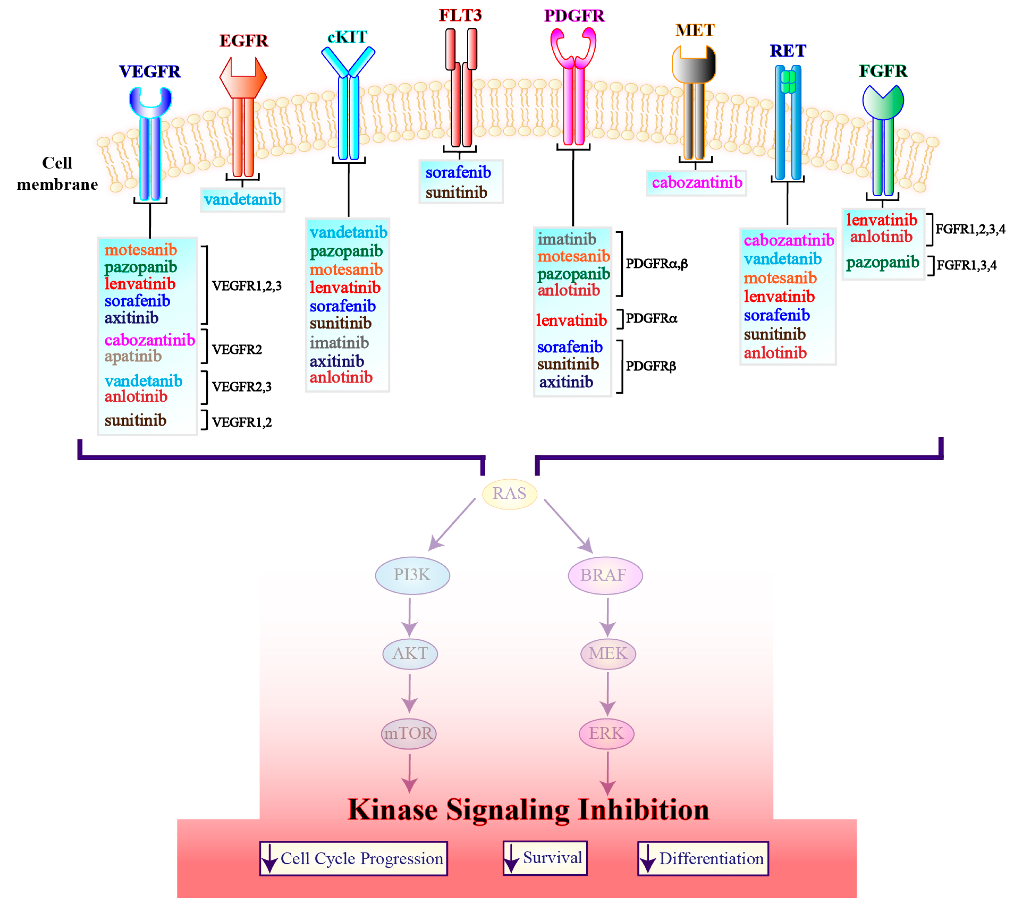 Genes 10 00709 g004