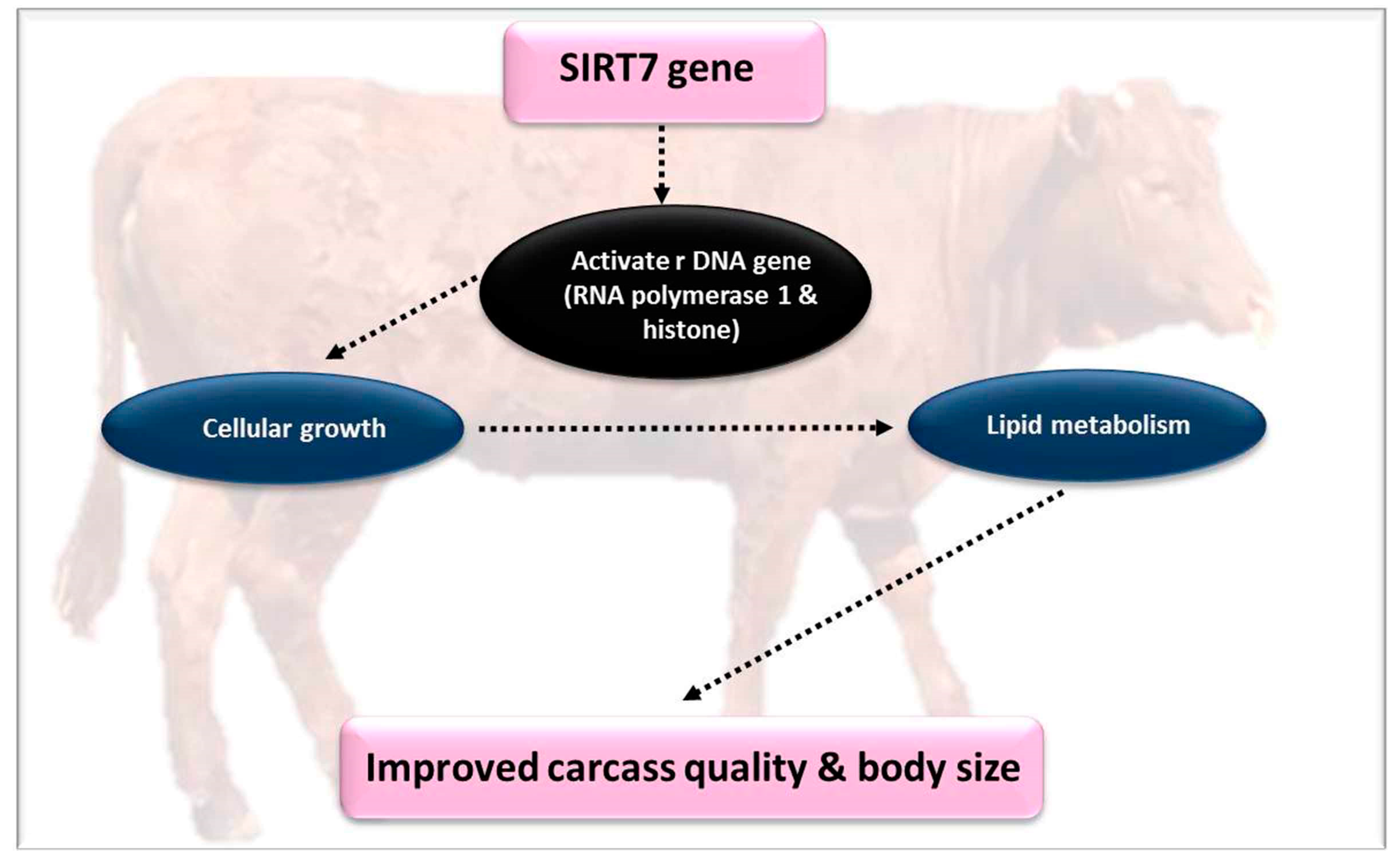 Genes 10 00717 g005 Genes 10 00717 g005