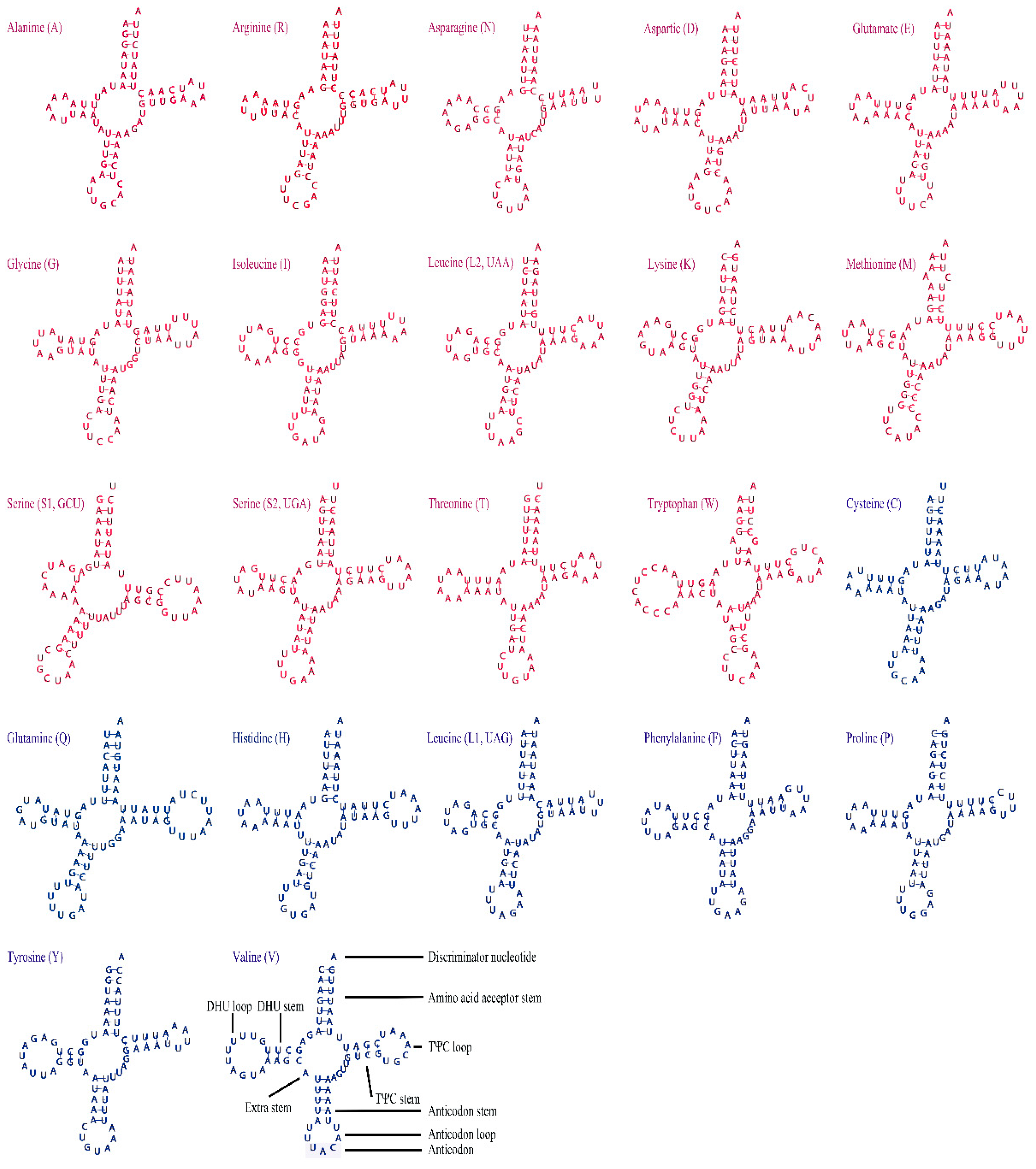Genes 10 00724 g004 550