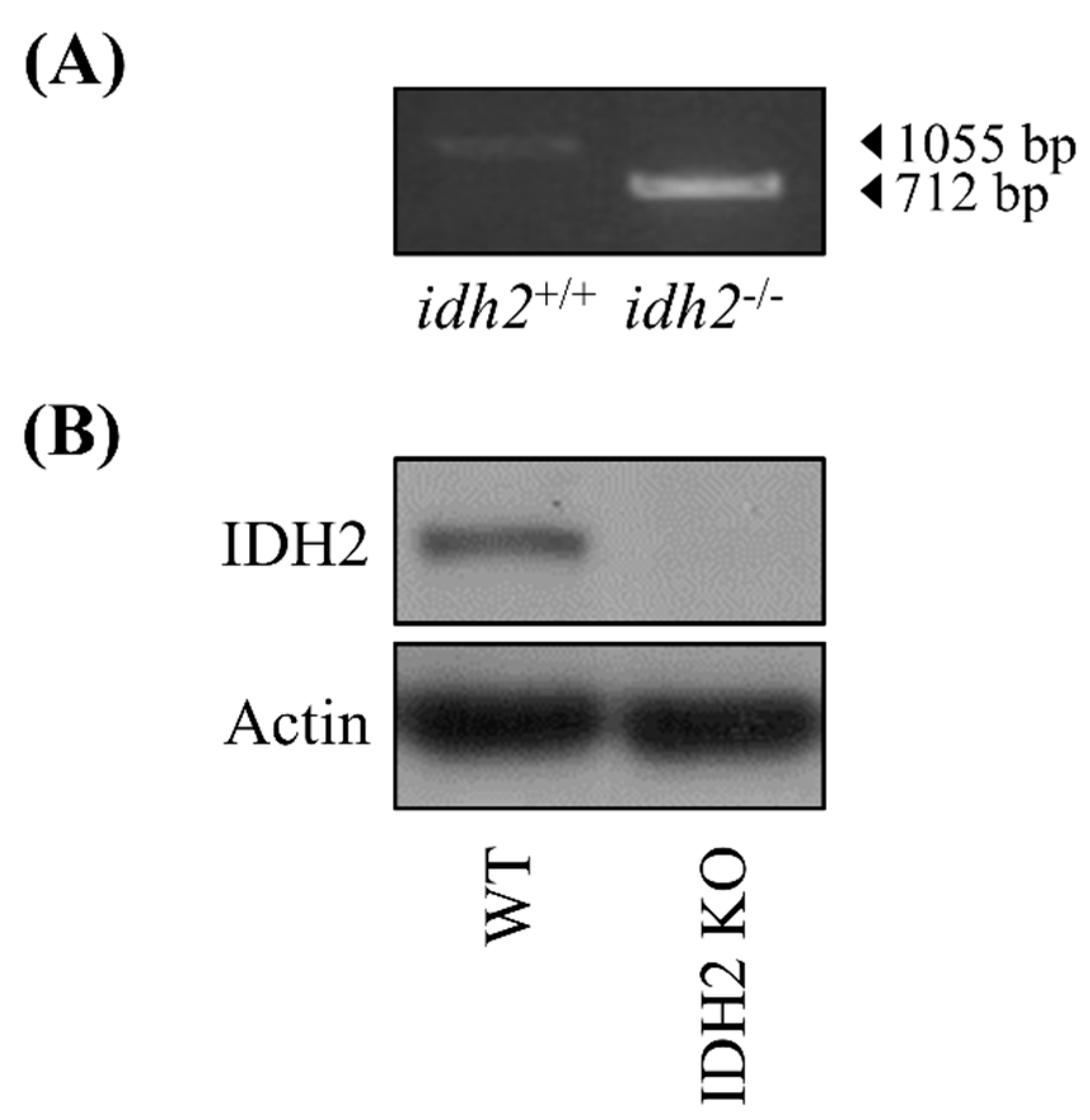 Genes 10 00728 g001 Genes 10 00728 g001