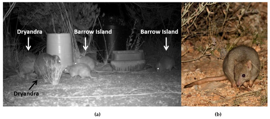 Genes Free Full Text Mixing Genetically And Morphologically Distinct Populations In Translocations Asymmetrical Introgression In A Newly Established Population Of The Boodie Bettongia Lesueur Html
