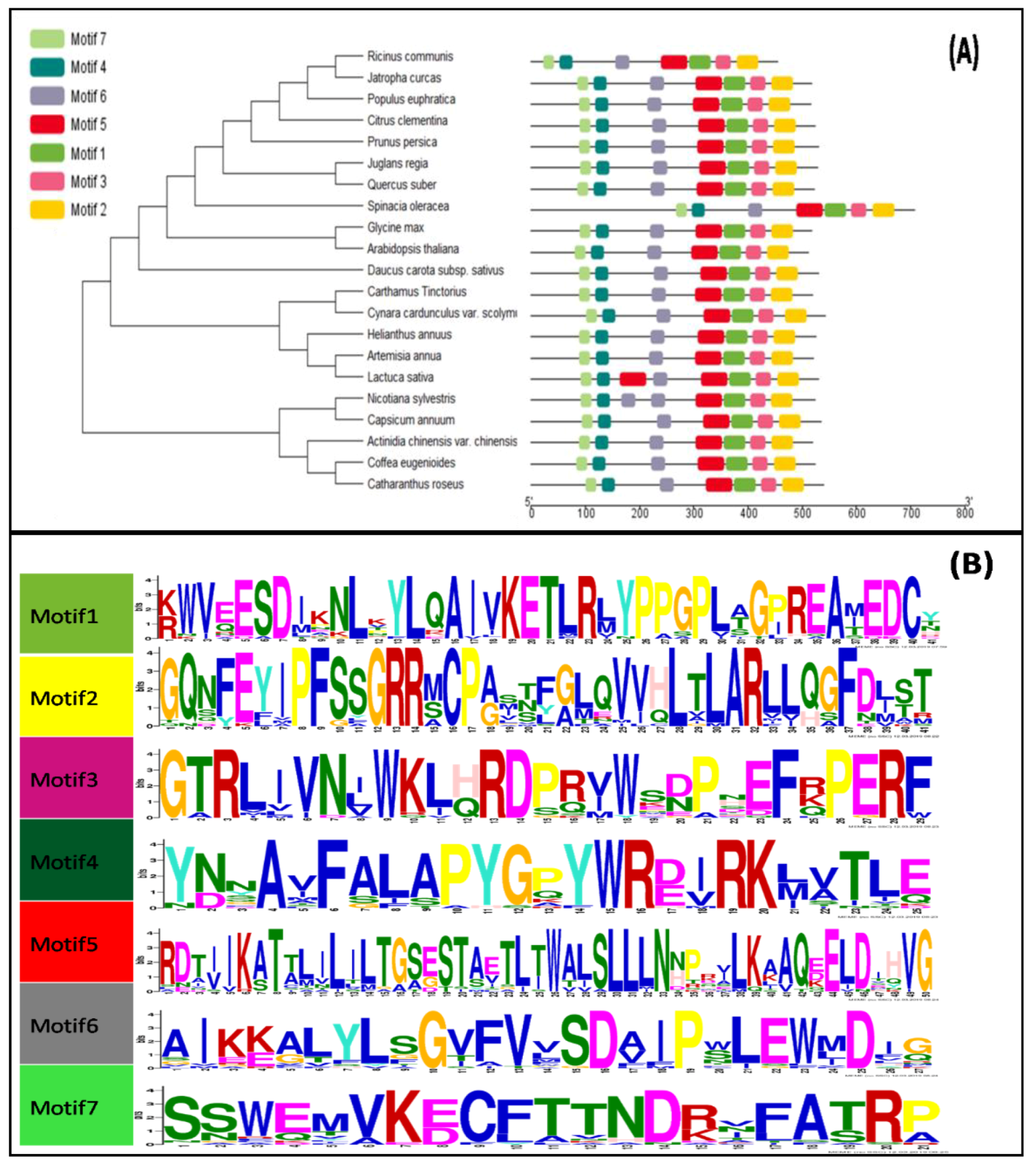 Genes 10 00756 g001