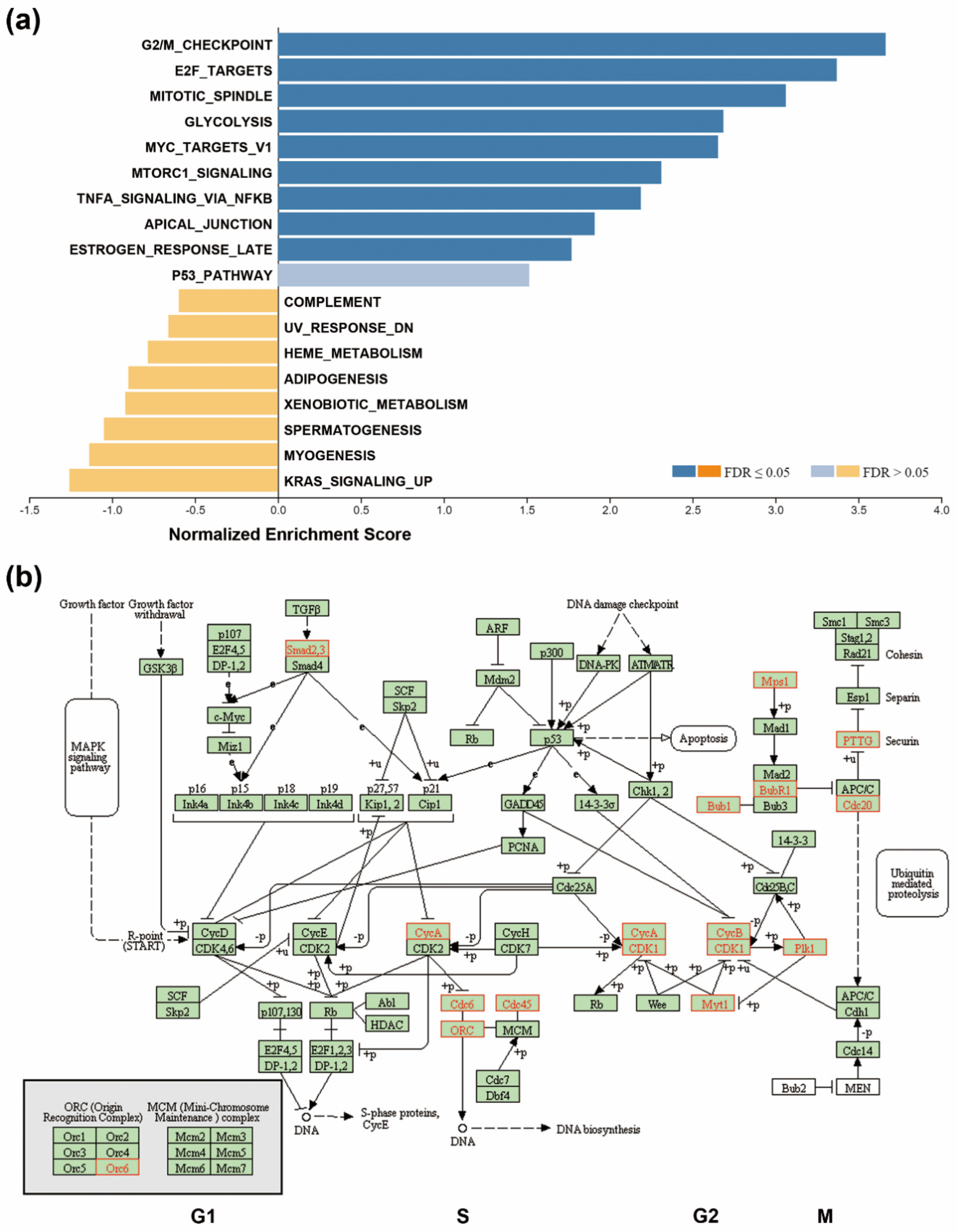 Genes 10 00766 g002