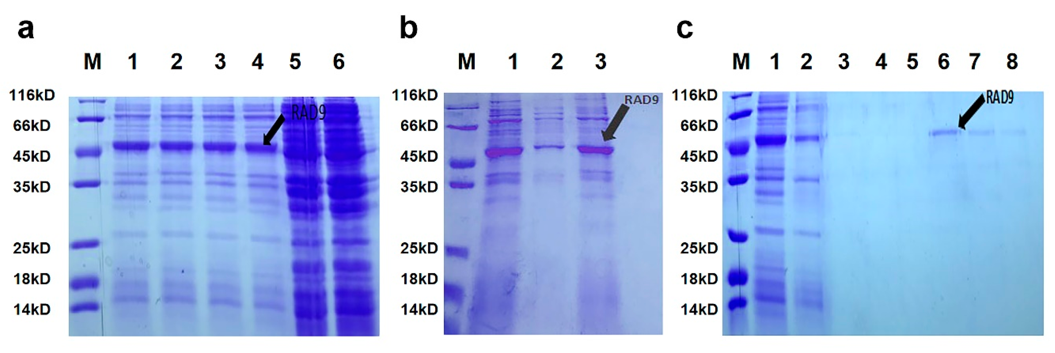 Genes 10 00768 g004