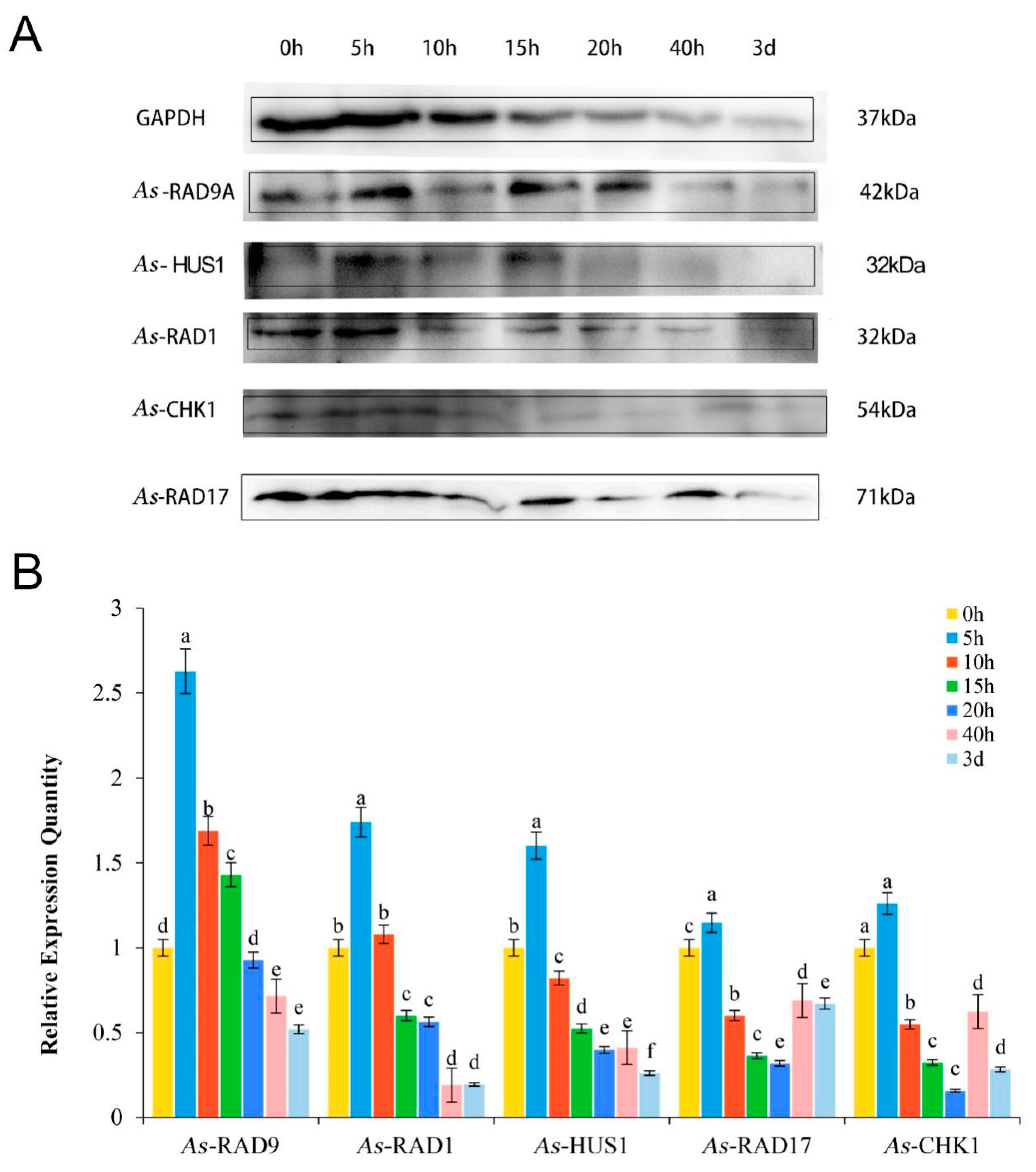 Genes 10 00768 g005