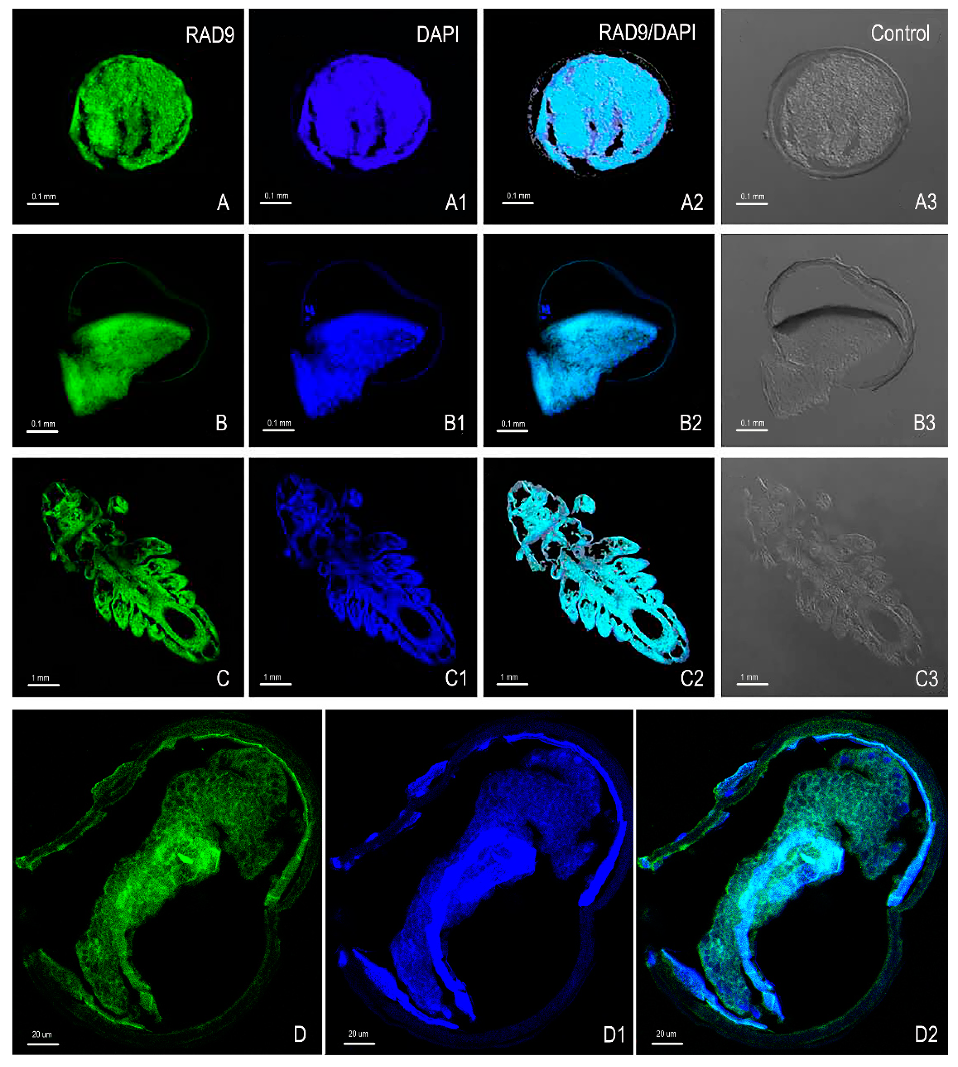 Genes 10 00768 g008