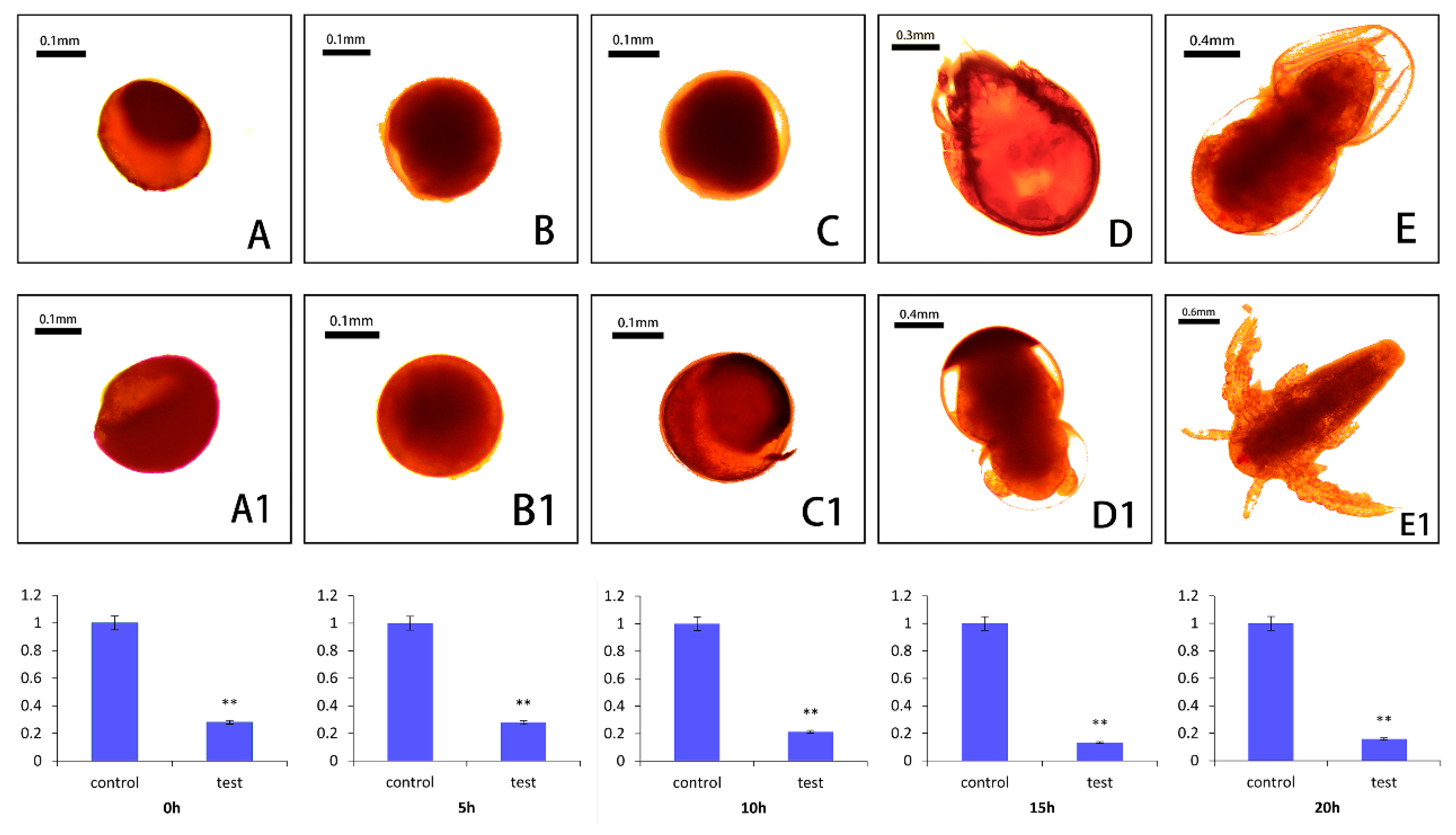 Genes 10 00768 g009