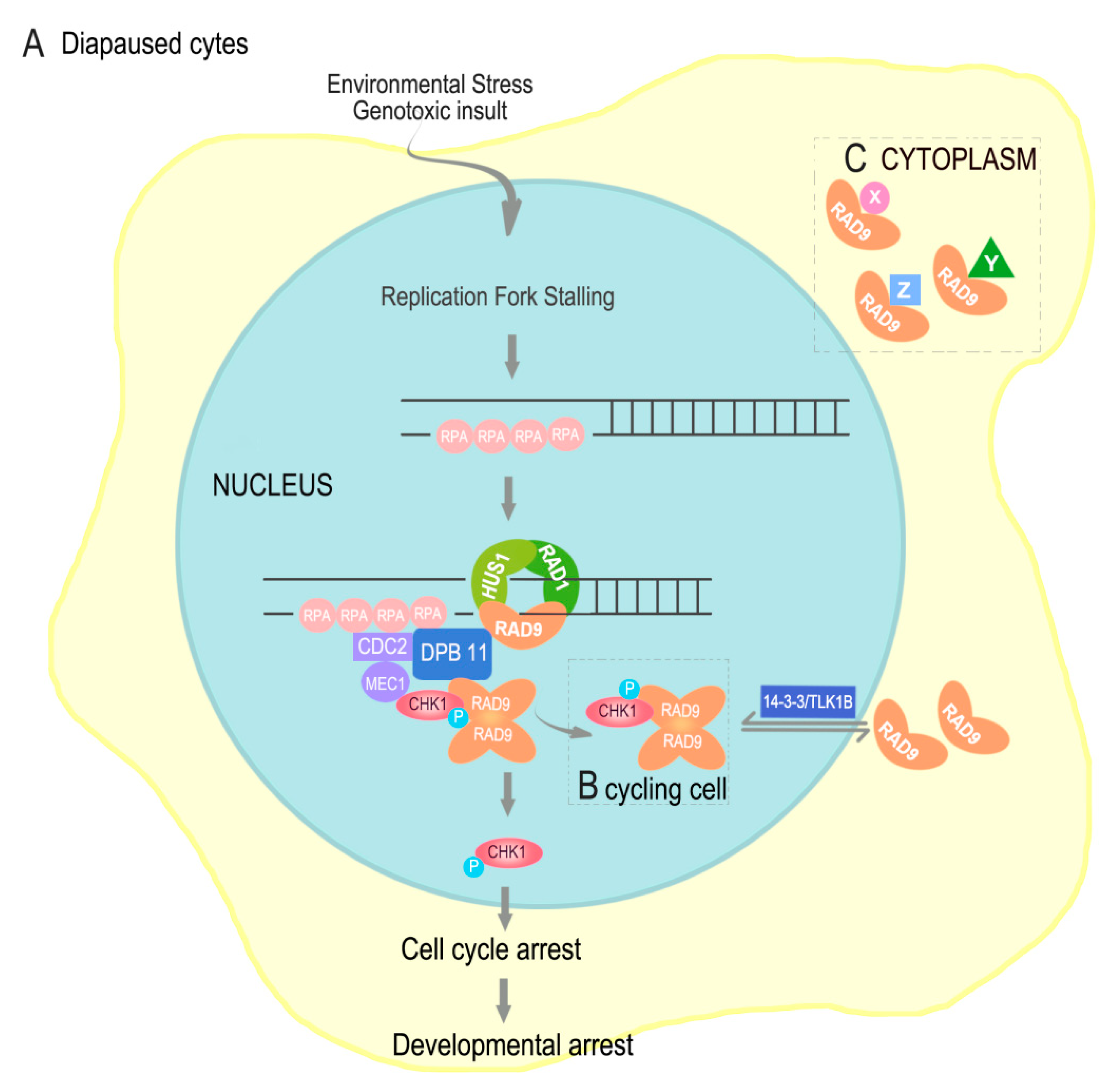 Genes 10 00768 g010