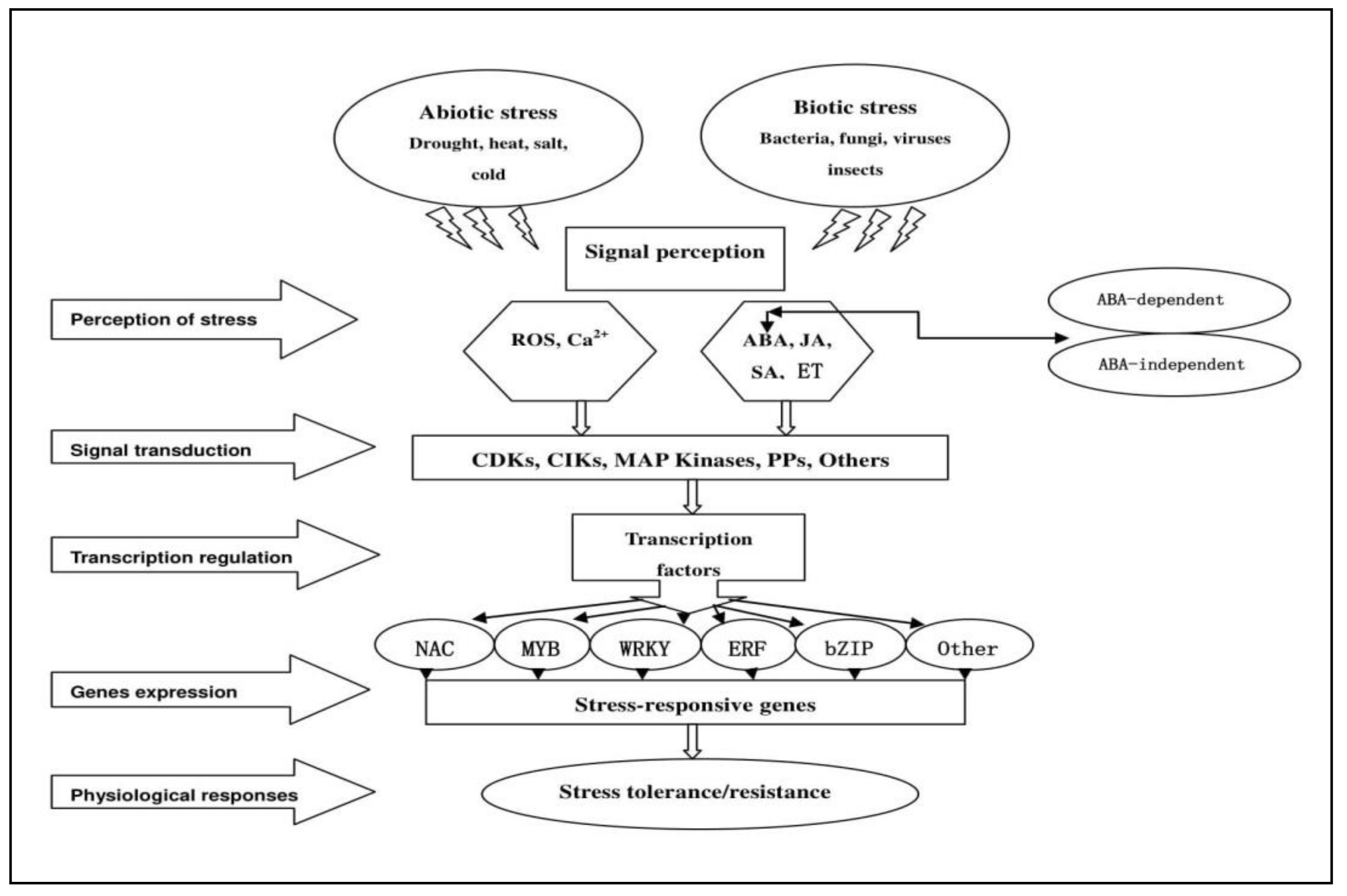 Genes 10 00771 g002 Genes 10 00771 g002
