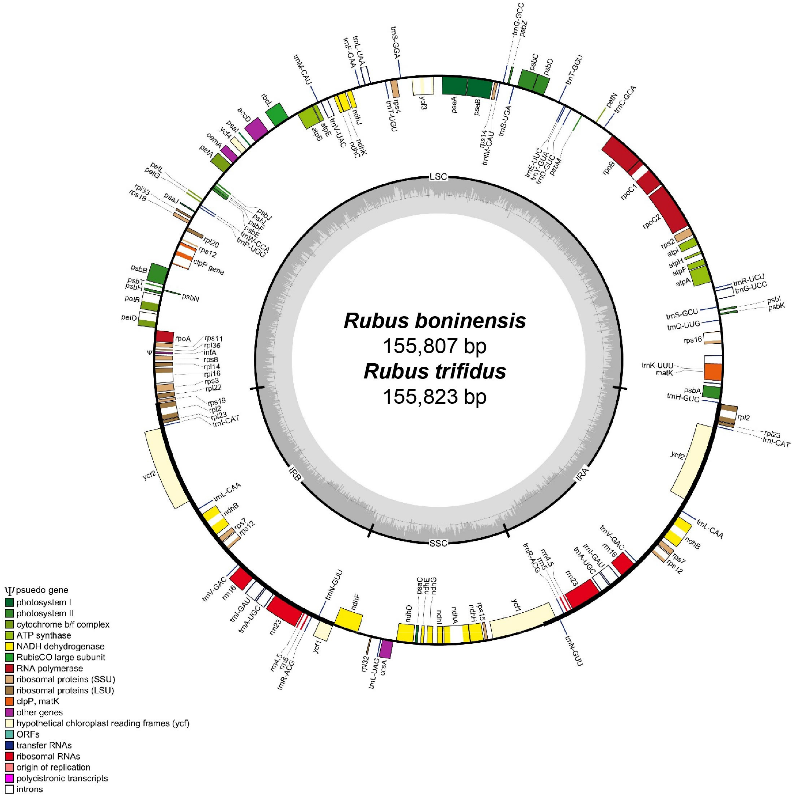 Genes 10 00774 g001