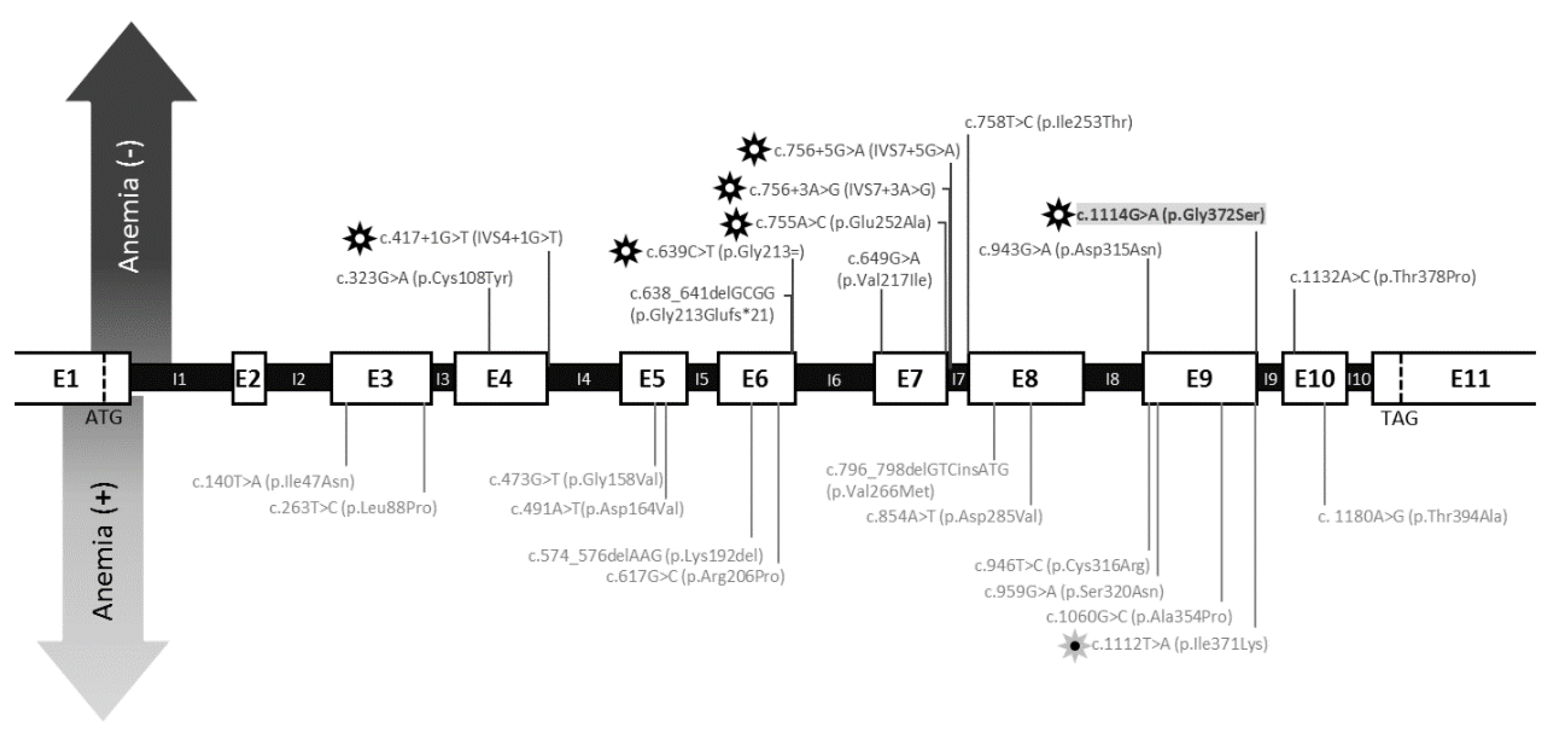 Genes 10 00785 g004
