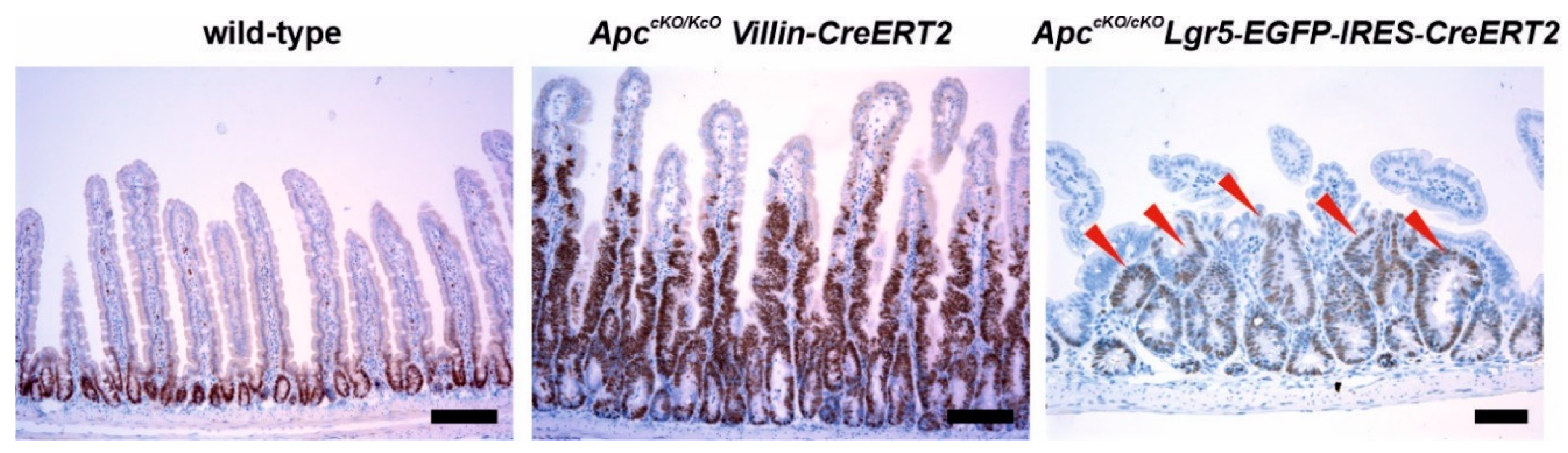 Genes 10 00788 g003