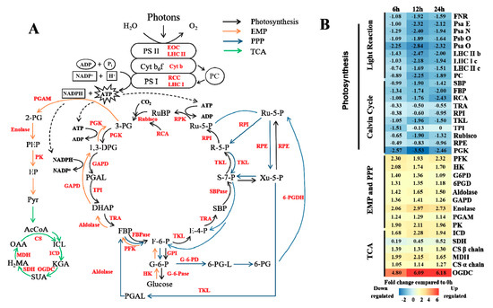 Transcriptional Analysis of Masson Pine (Pinus massoniana