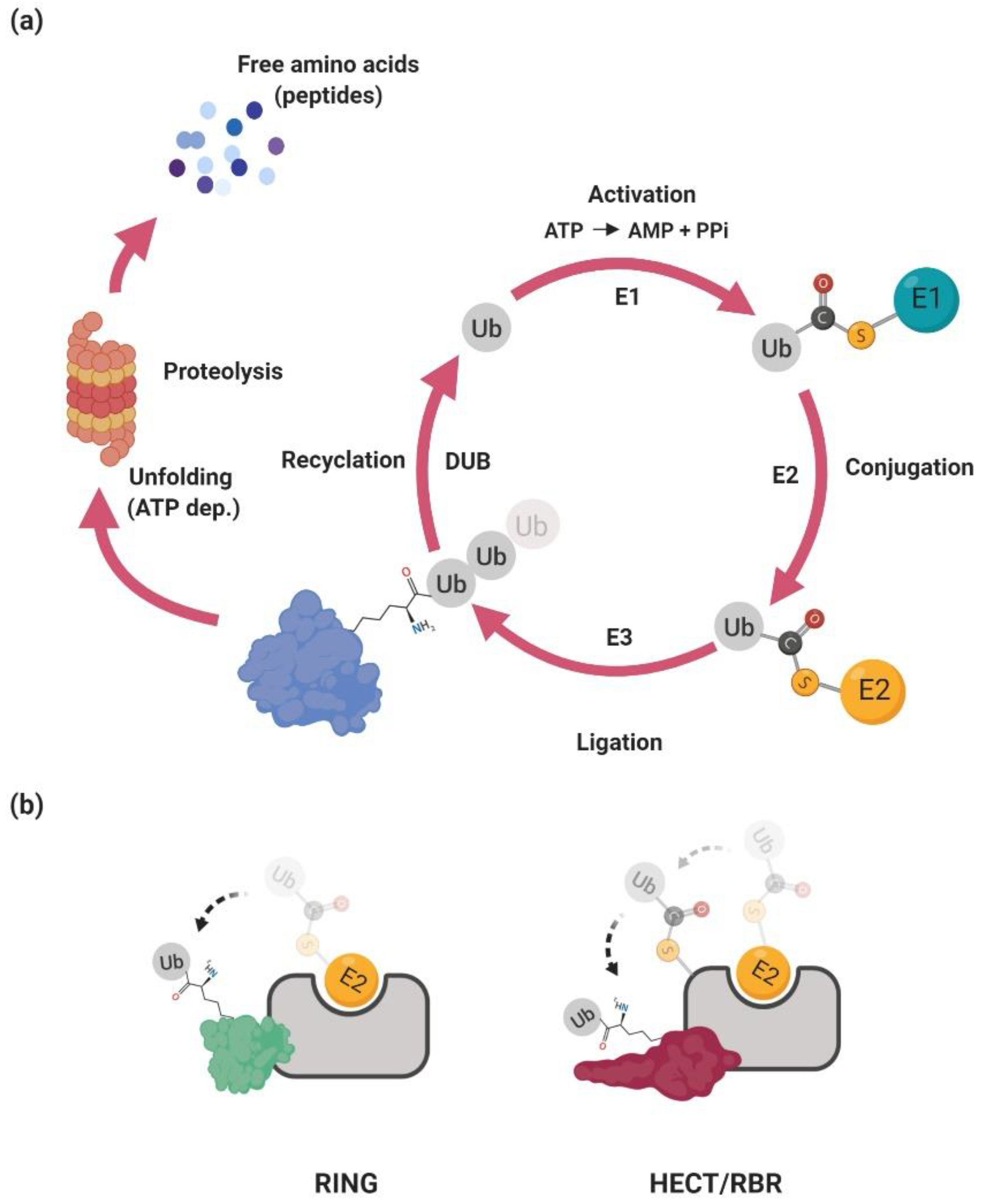 Genes | Free Full-Text | Ubiquitin Ligases Involved in the