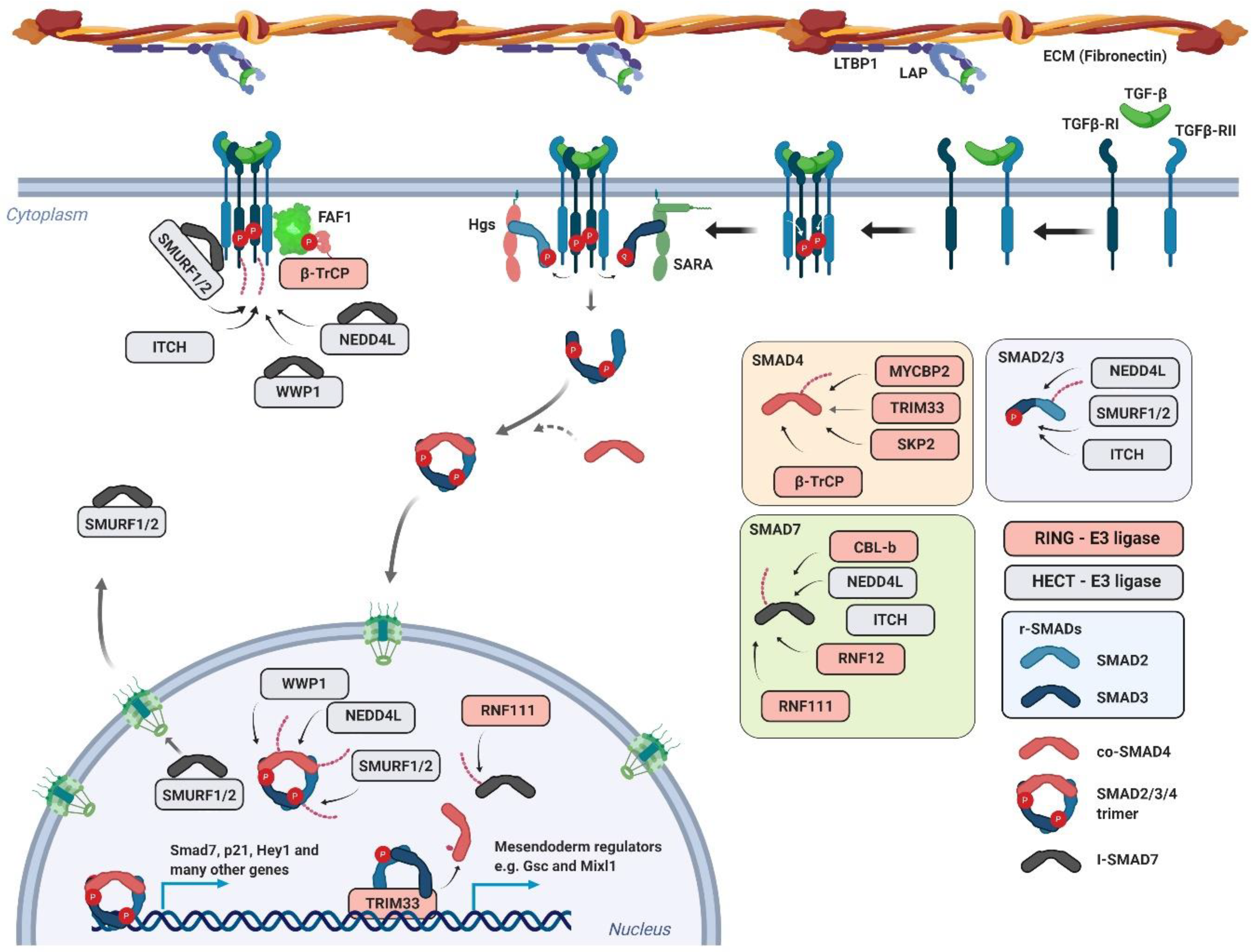 Genes 10 00815 g004 Genes 10 00815 g004