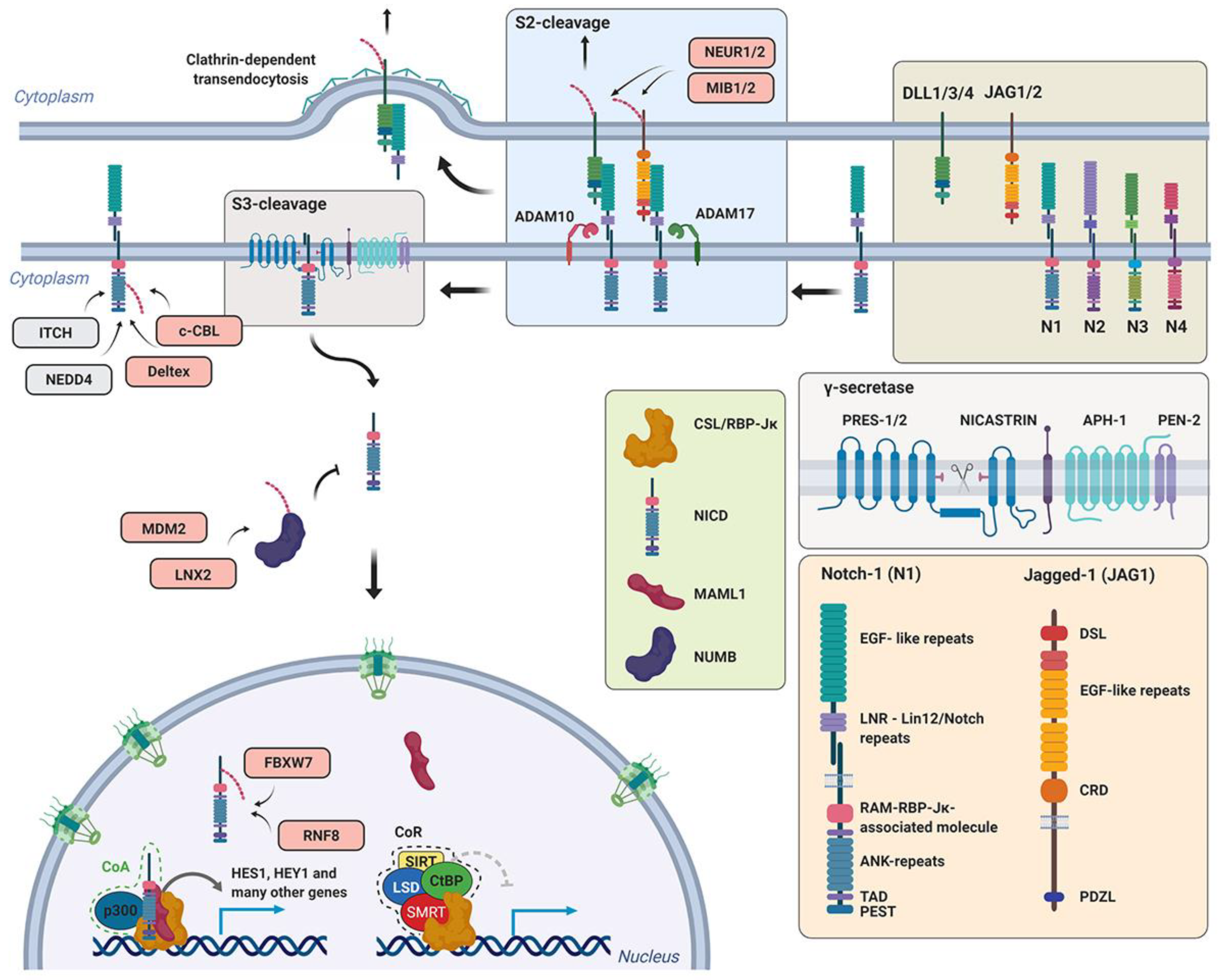 Genes 10 00815 g005 Genes 10 00815 g005