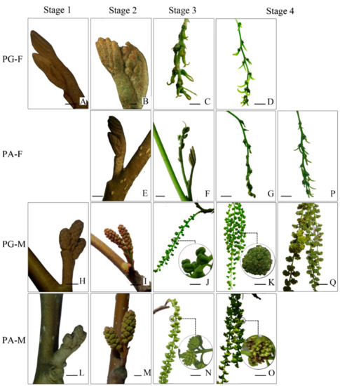 Morphological Characterization of Flower Buds Development