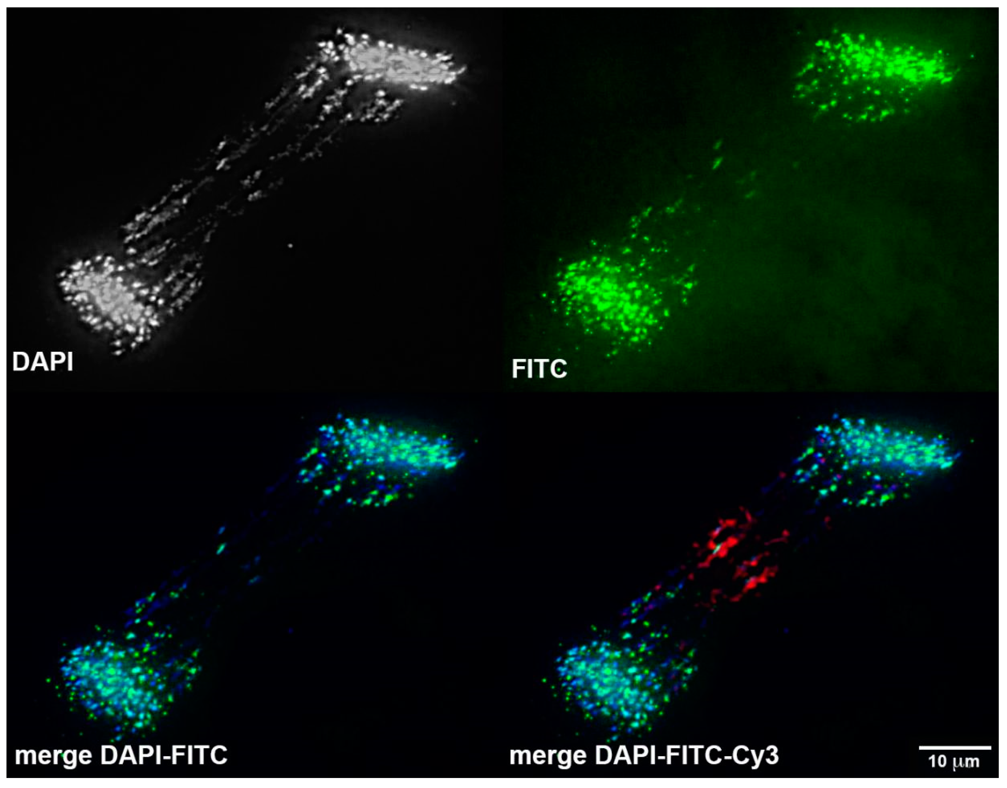 Genes 10 00832 g007 Genes 10 00832 g007