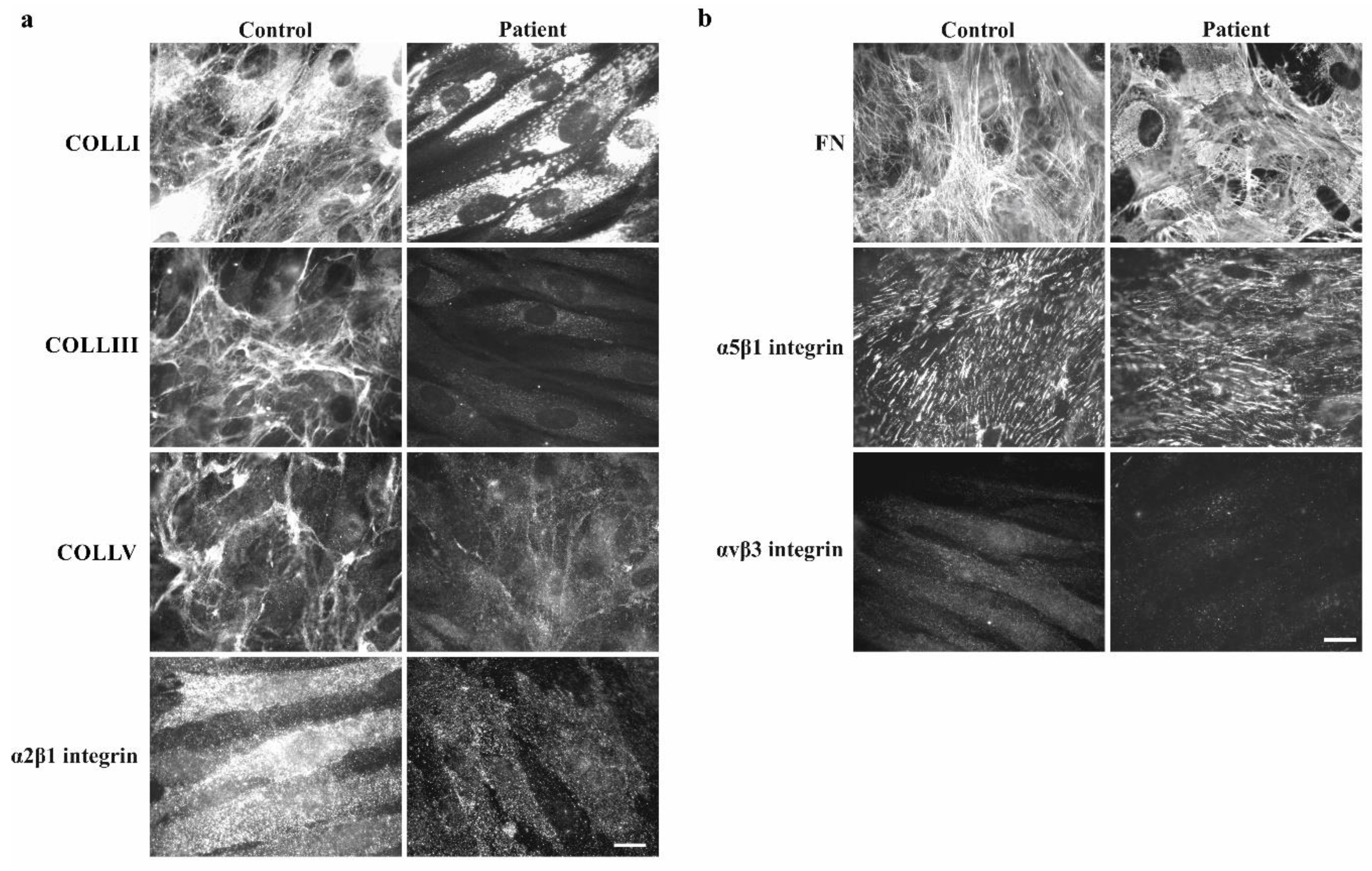 Genes 10 00843 g004