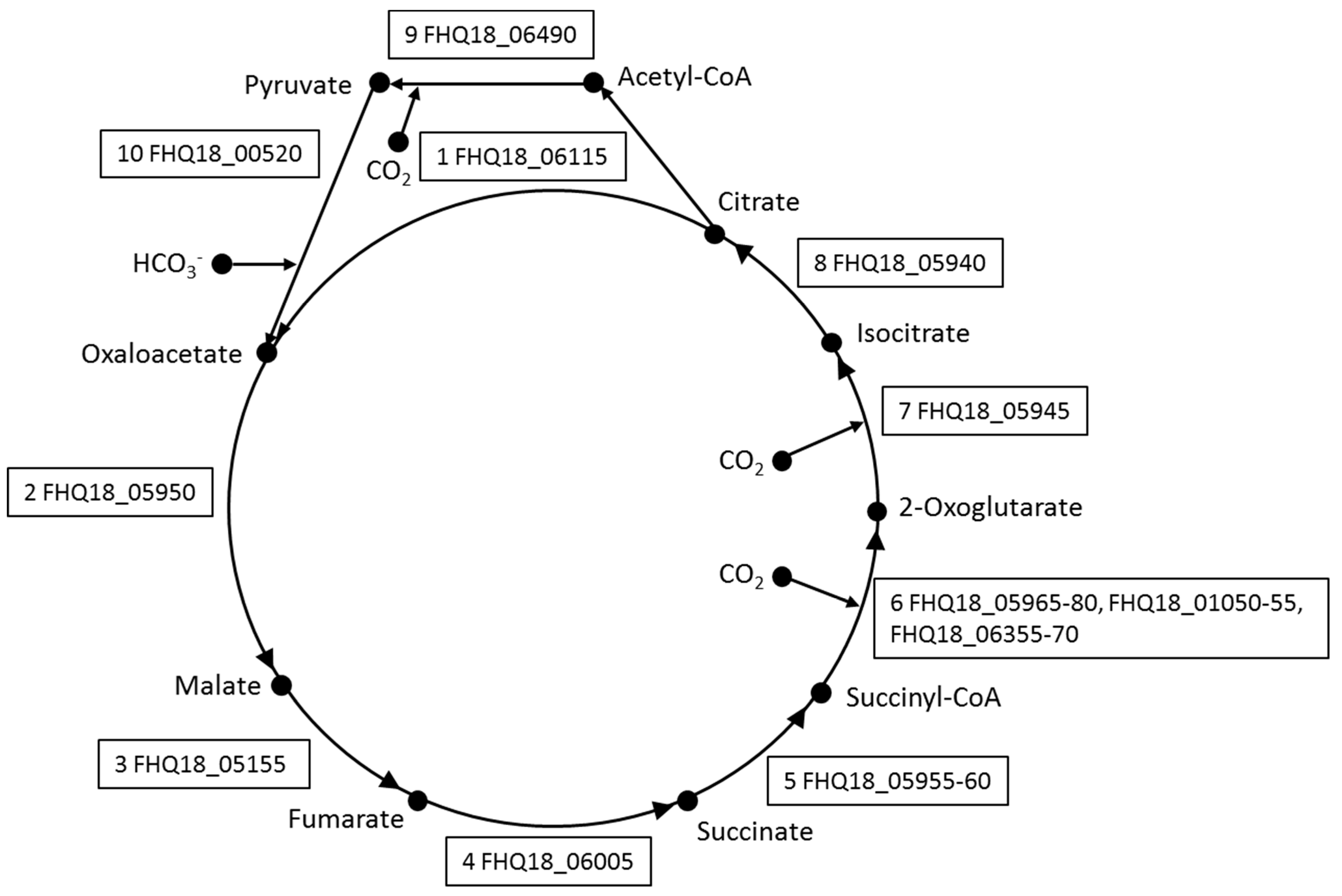 Genes 10 00849 g002