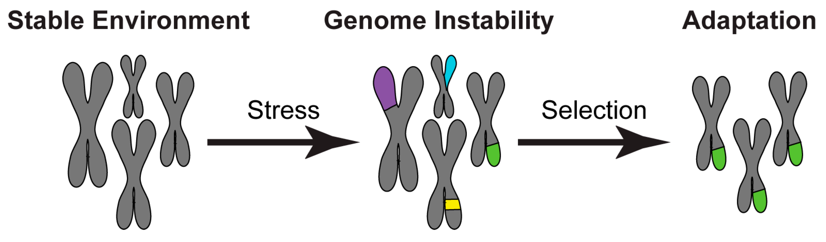 Genes 10 00855 g001