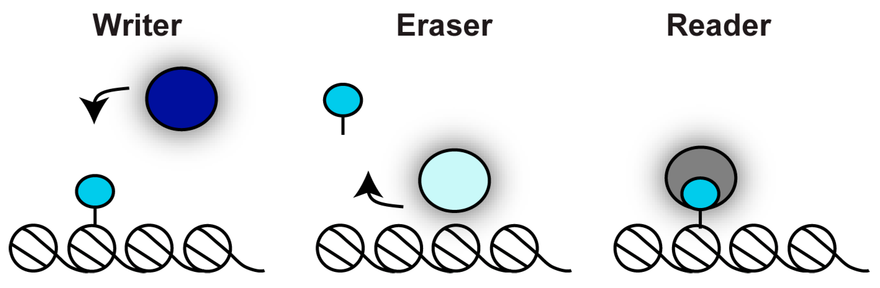 Genes 10 00855 g002