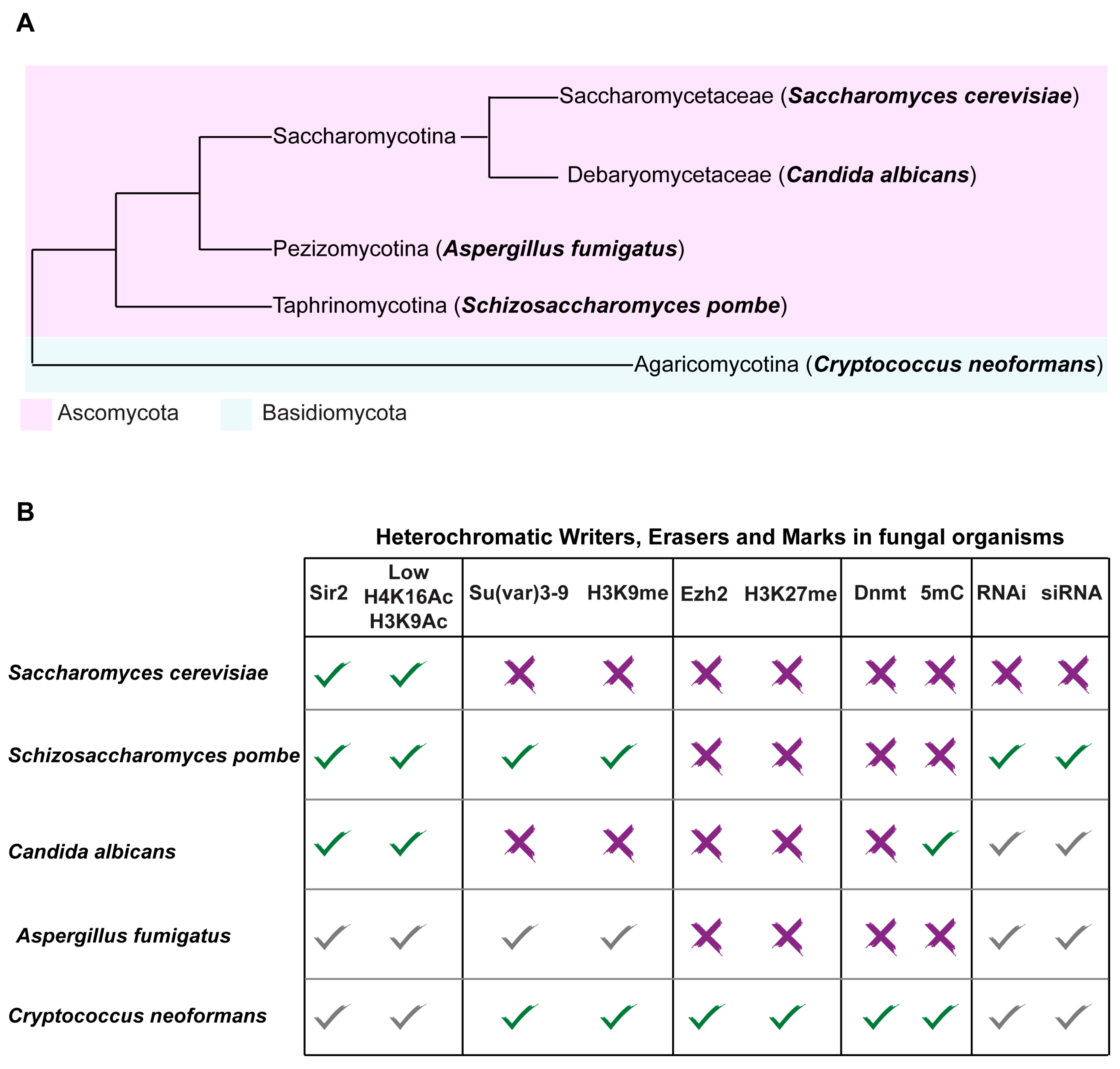 Genes 10 00855 g003