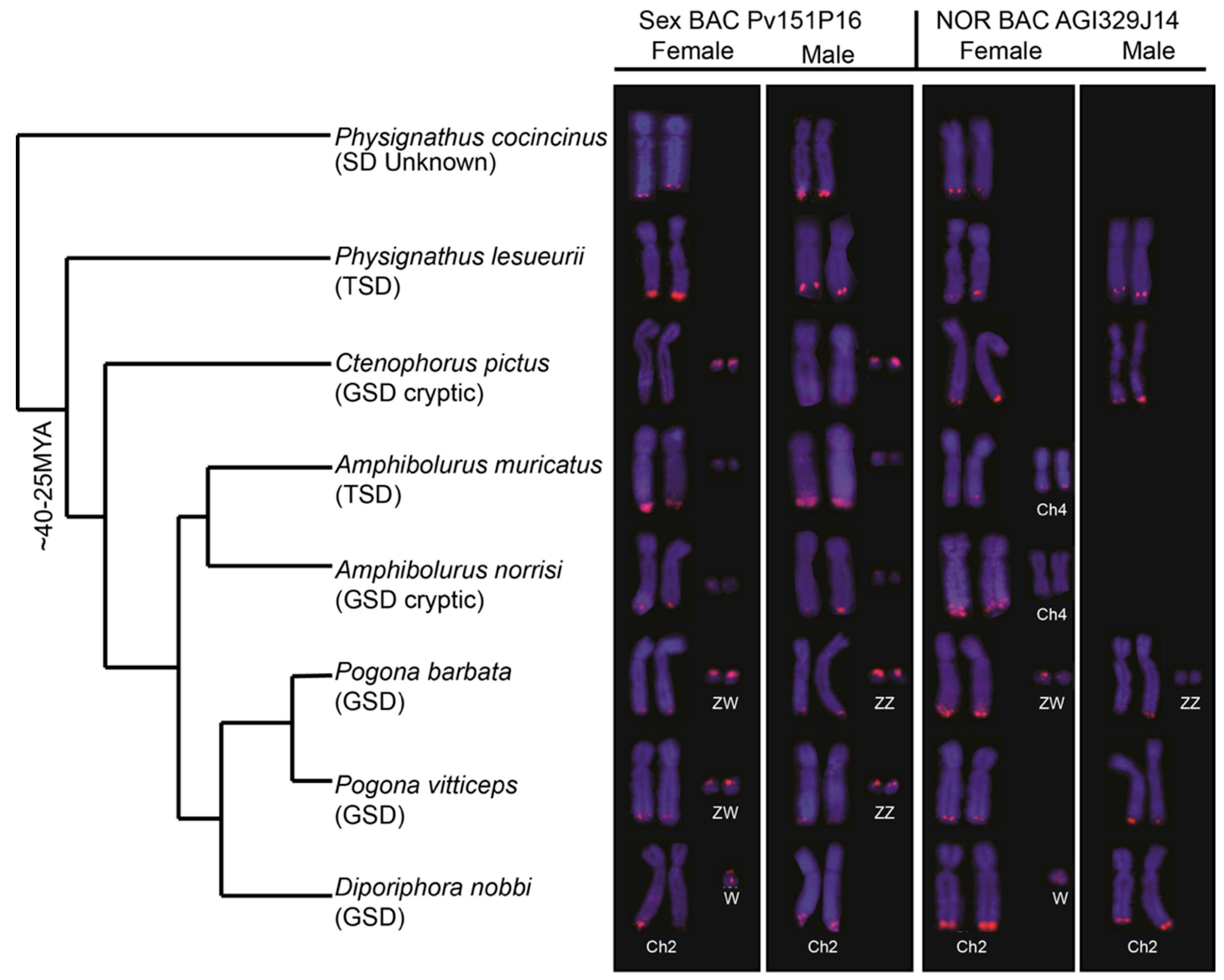 Genes 10 00861 g001 550