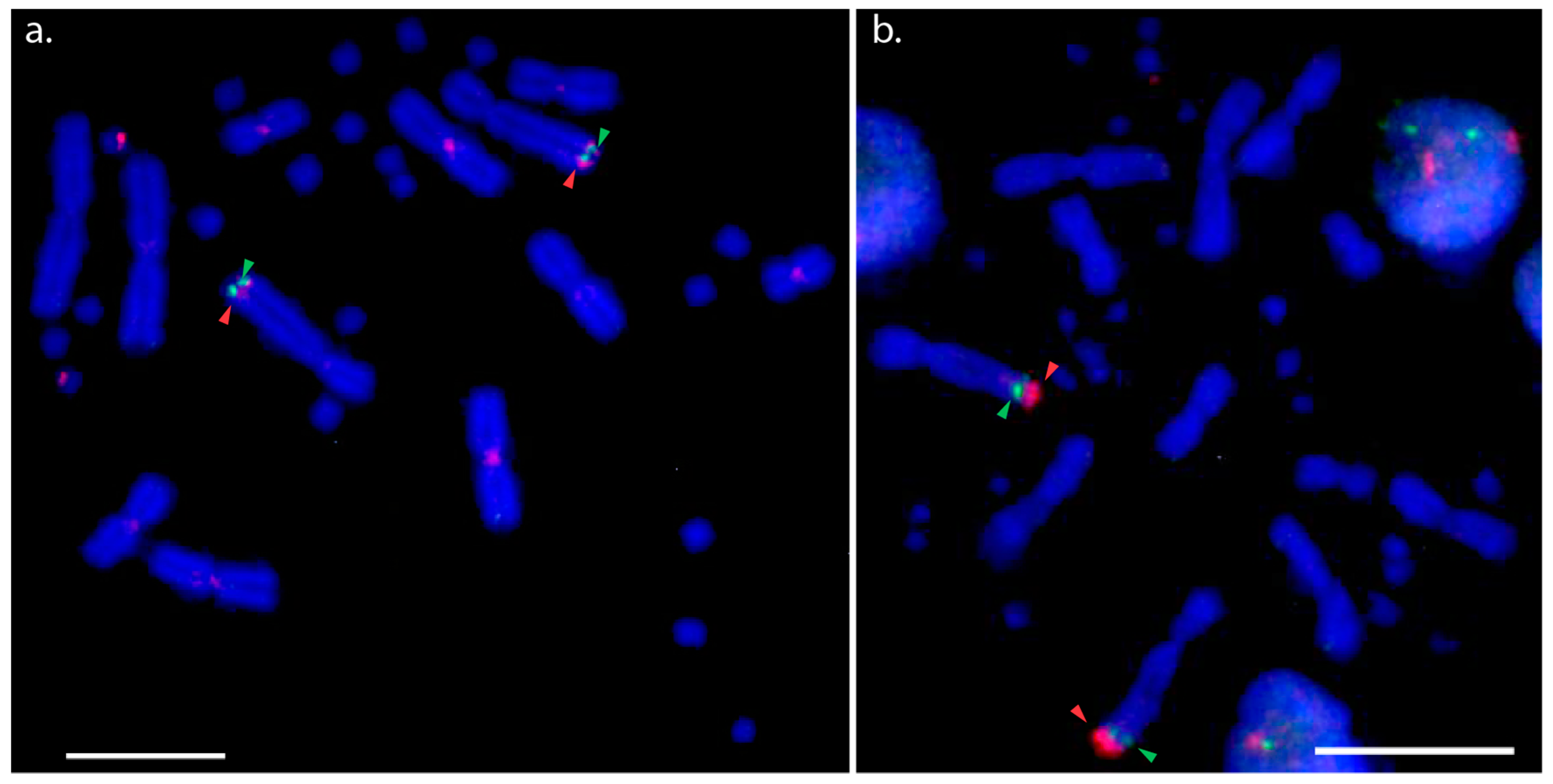 Genes 10 00861 g002 550