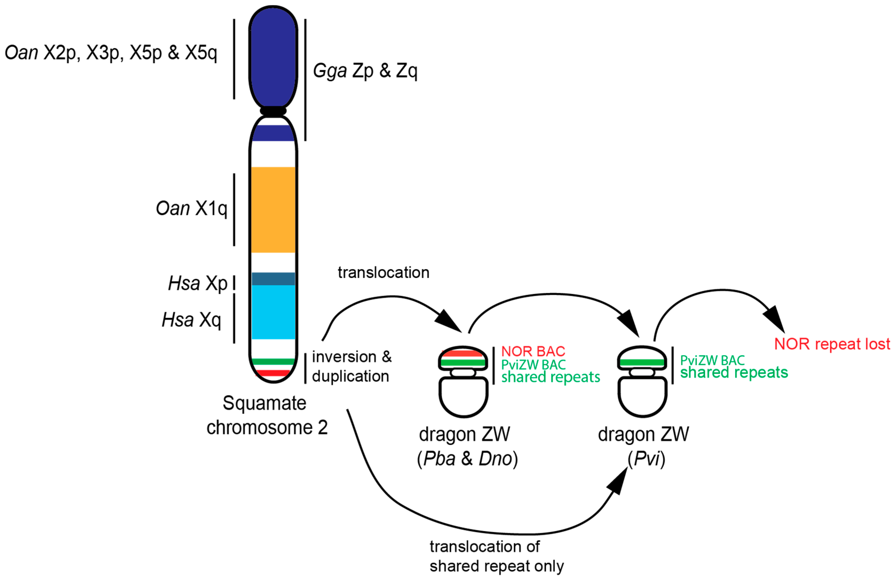 Genes 10 00861 g004 550