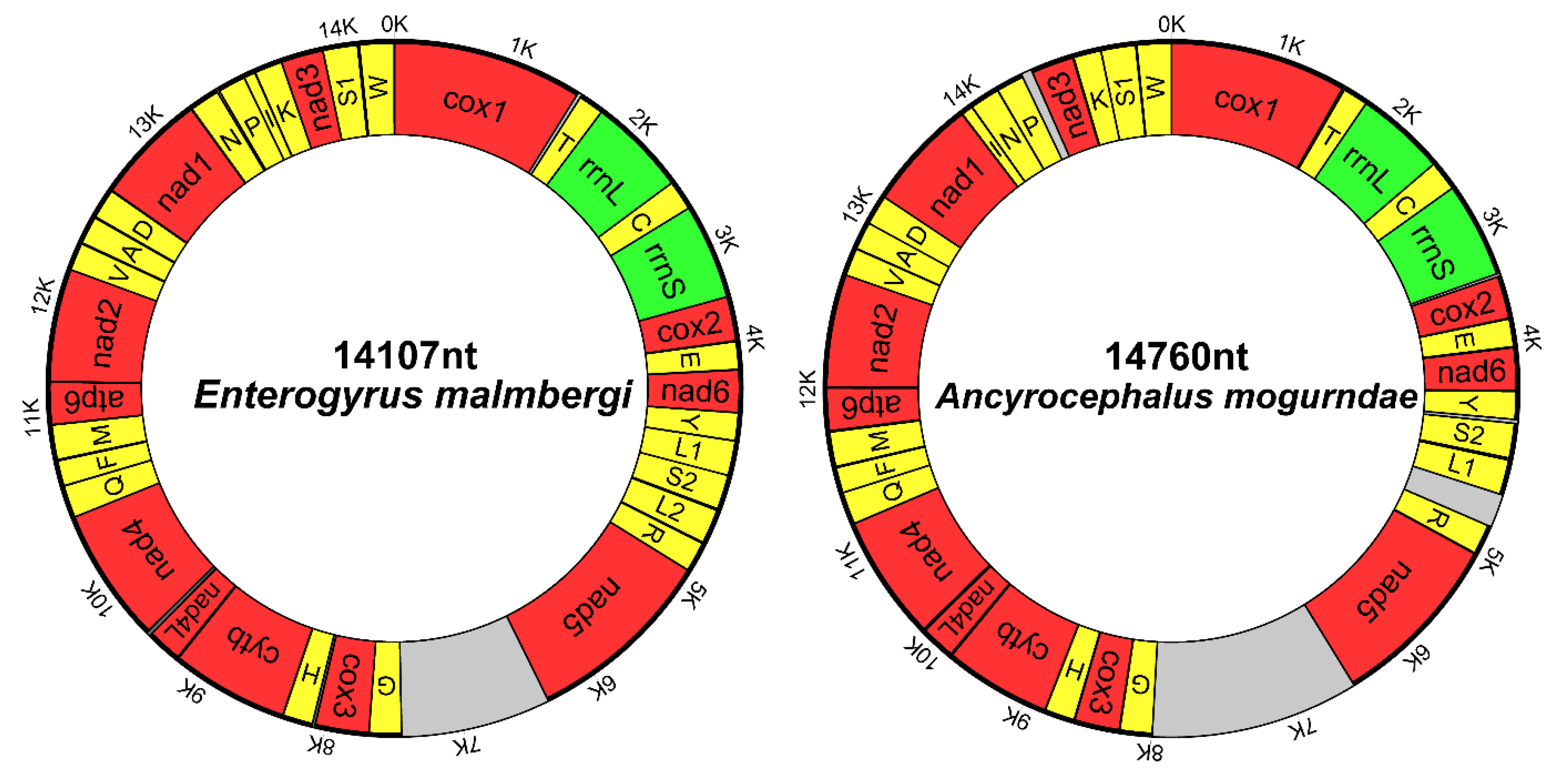 Genes 10 00863 g001 Genes 10 00863 g001
