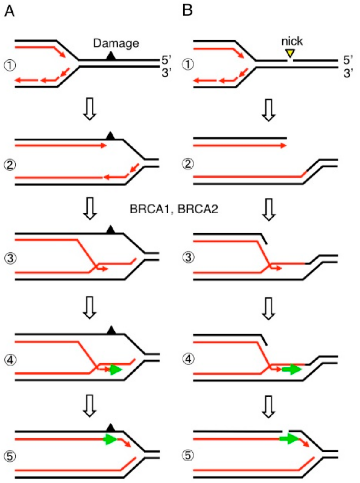 Genes 10 00868 g001