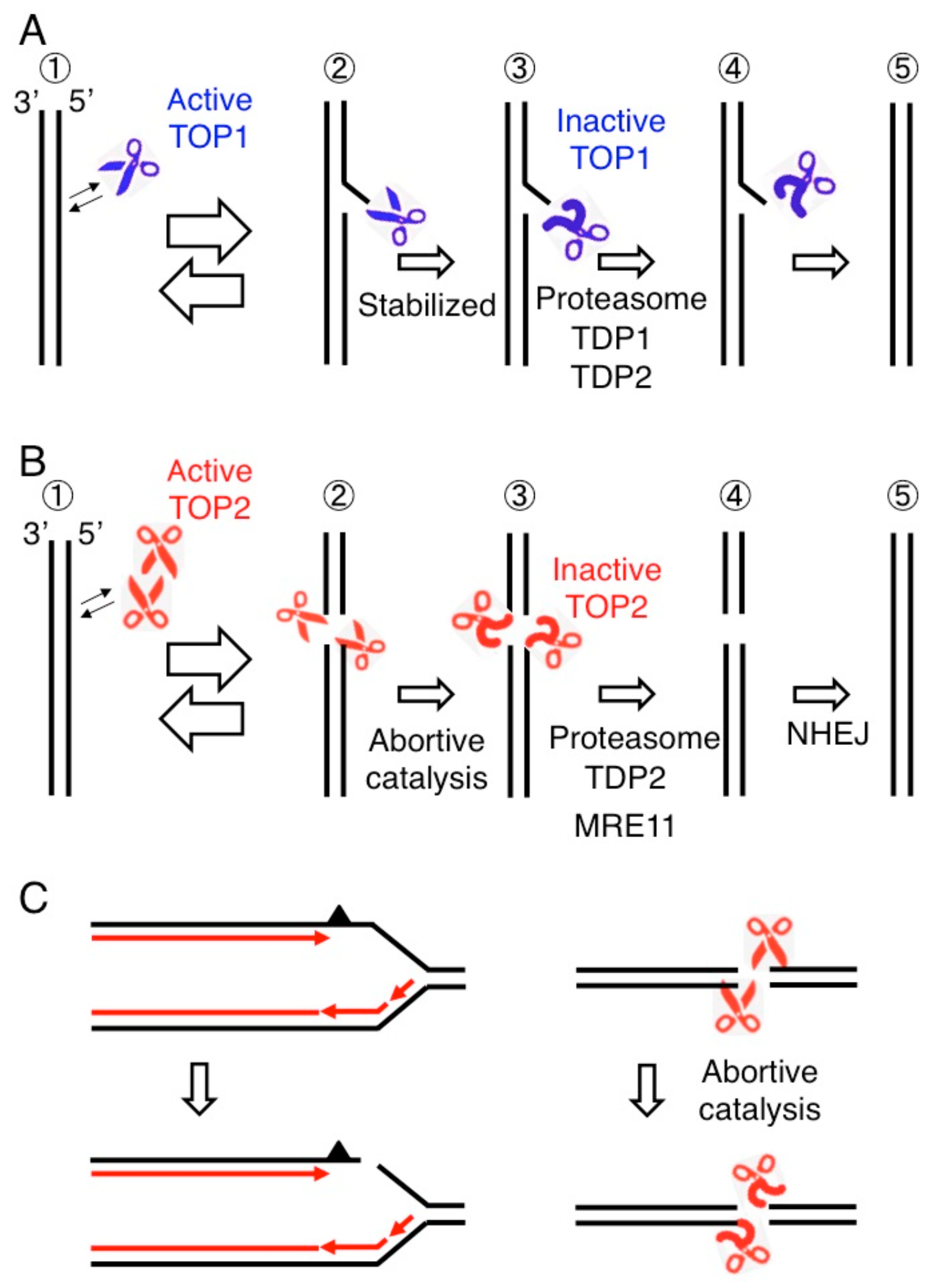 Genes 10 00868 g002