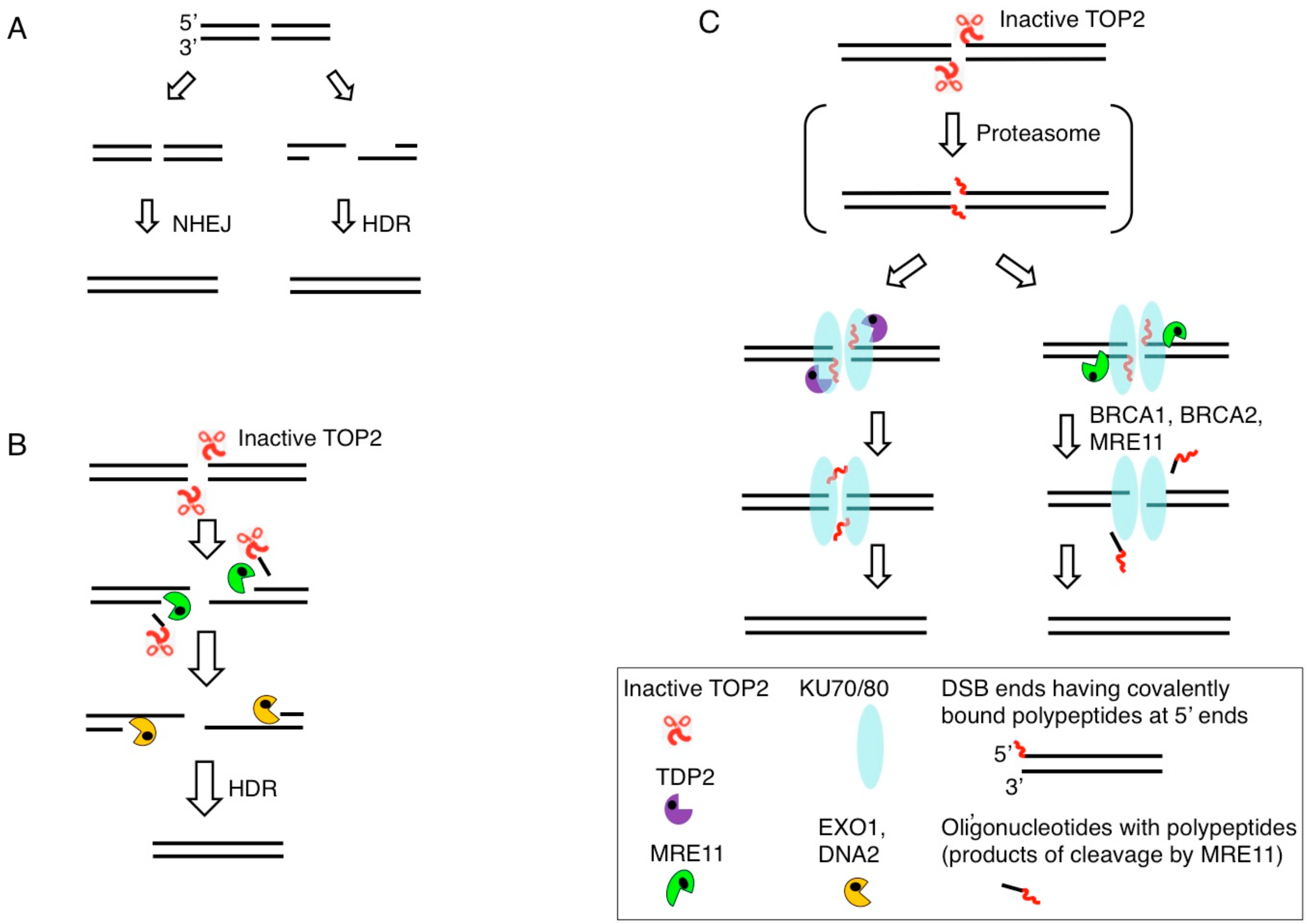 Genes 10 00868 g003