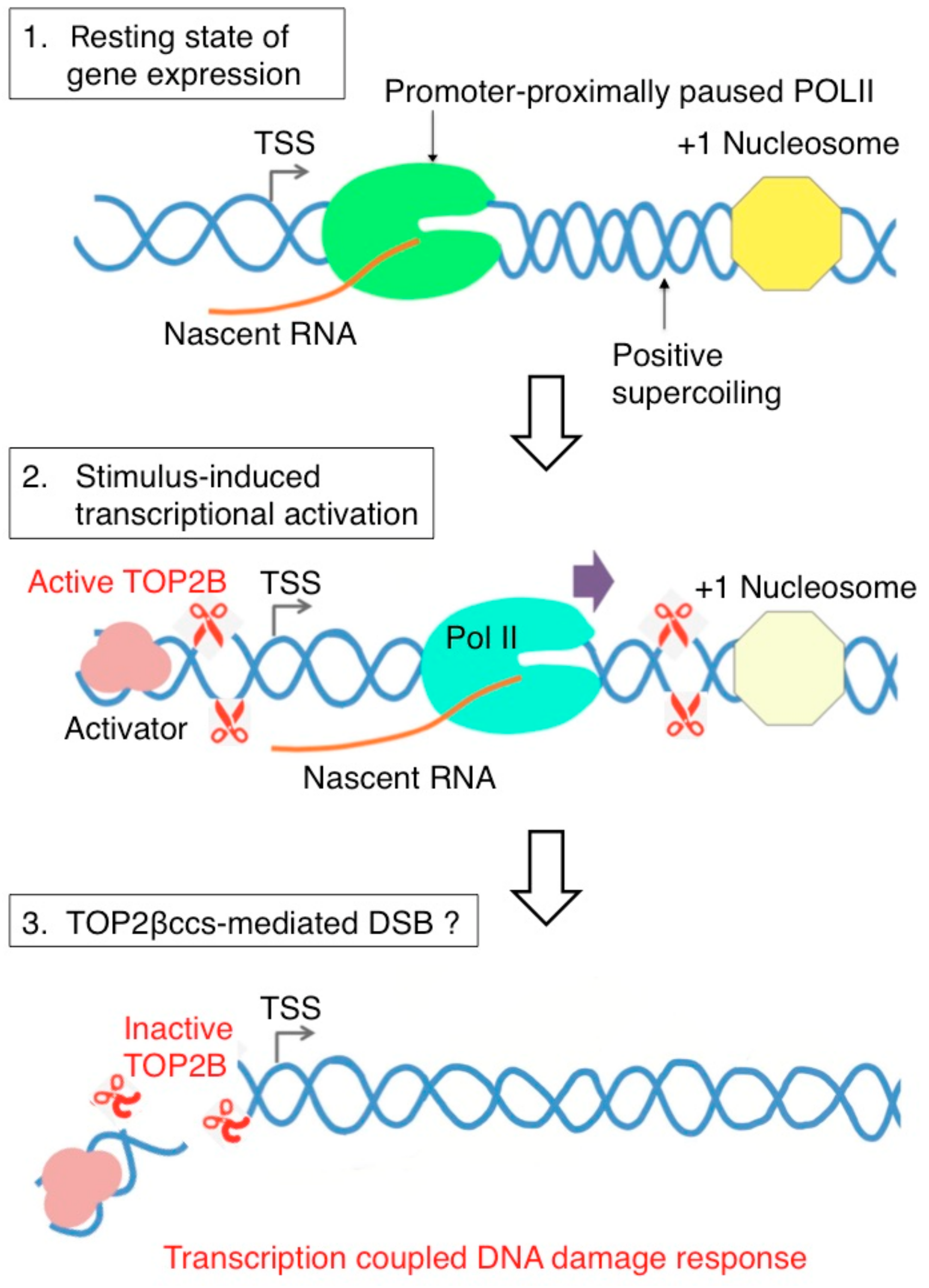 Genes 10 00868 g004