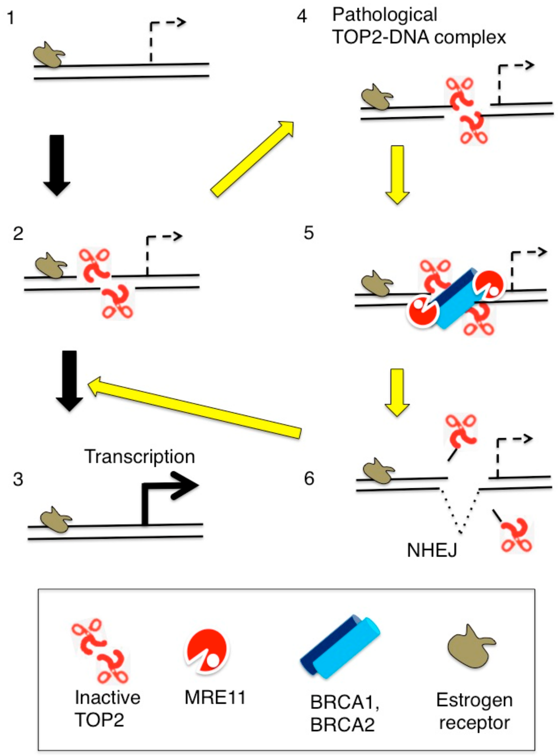 Genes 10 00868 g006