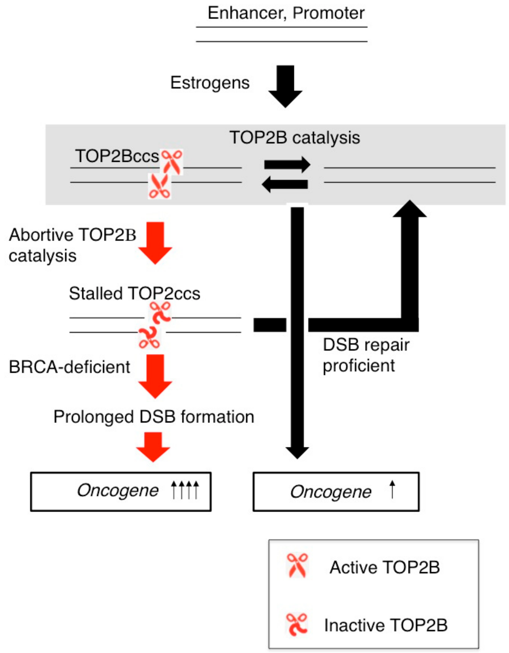 Genes 10 00868 g007