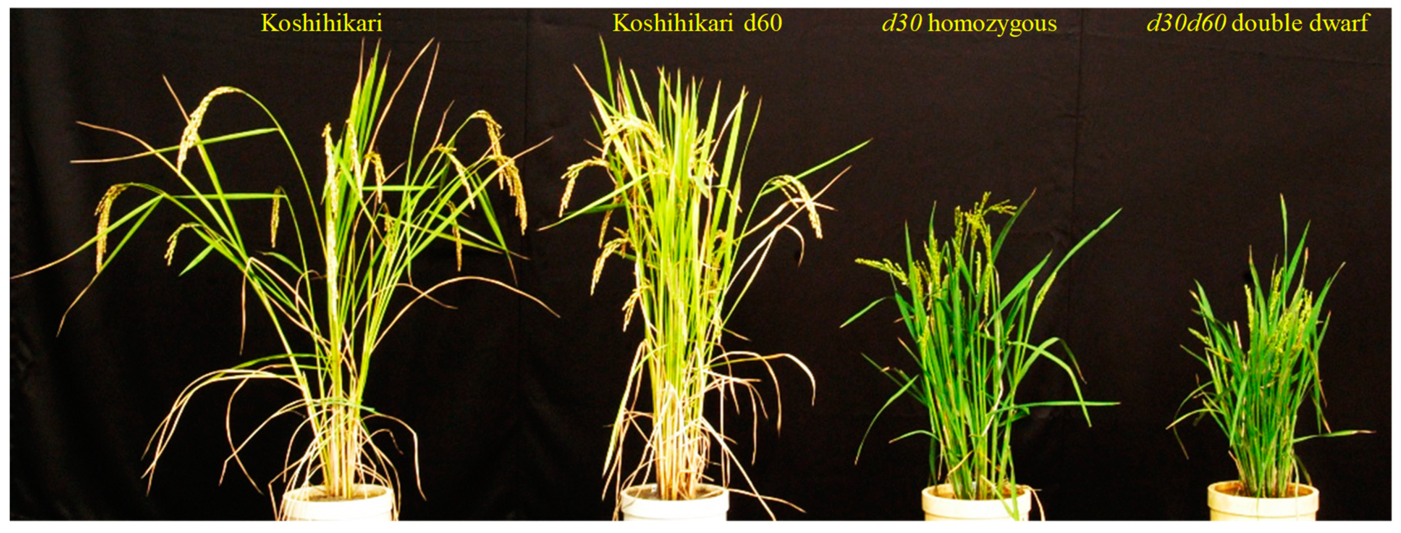 Genes 10 00874 g004 Genes 10 00874 g004