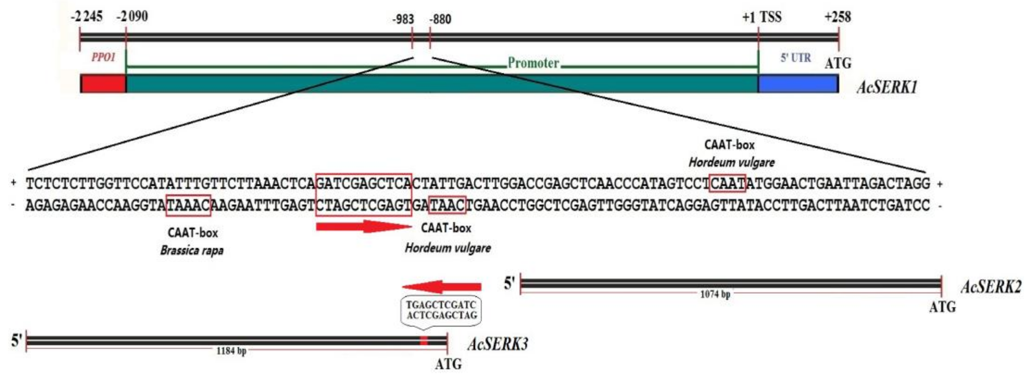 Genes 10 00883 g004 Genes 10 00883 g004