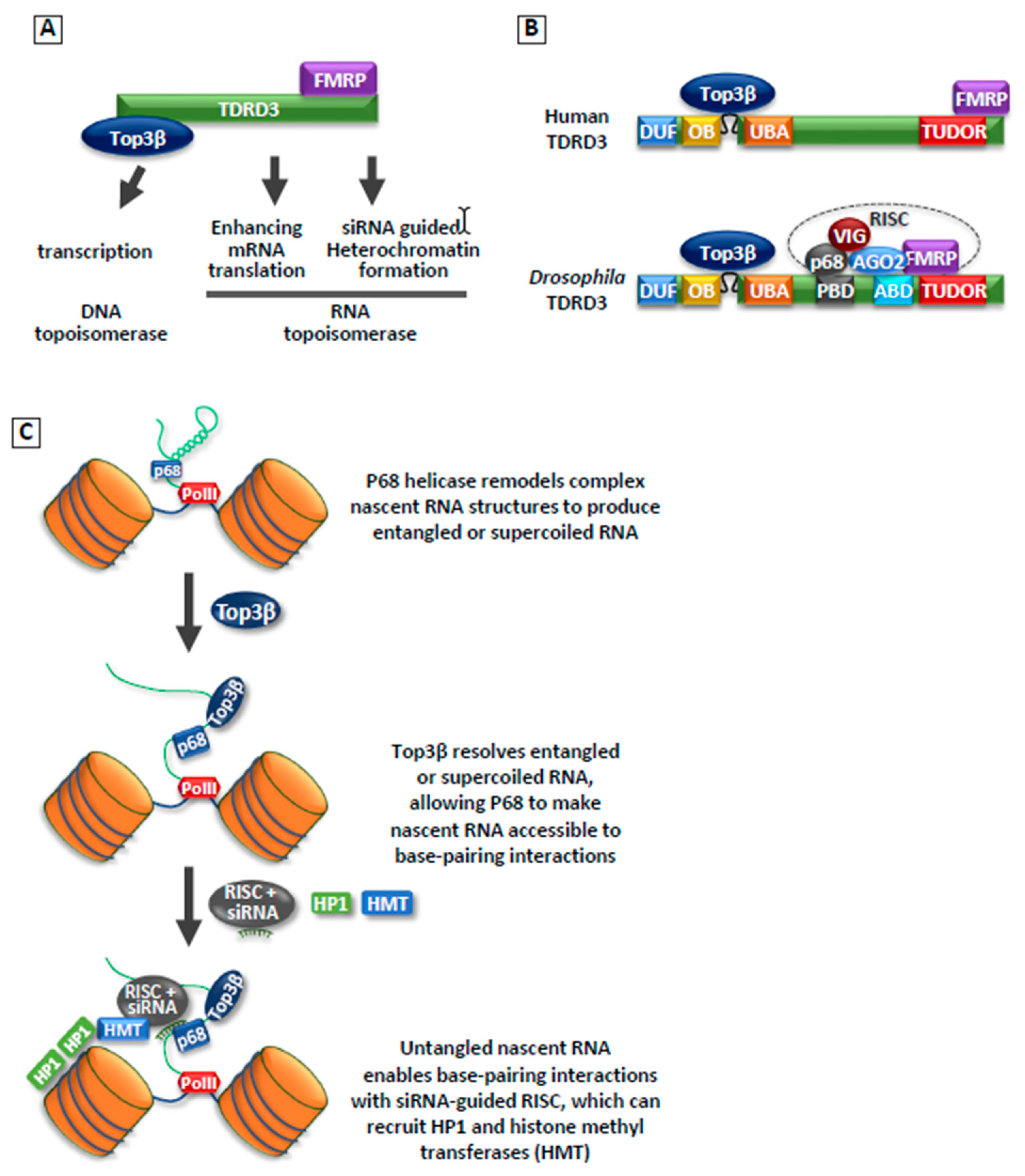 Genes 10 00884 g003 Genes 10 00884 g003