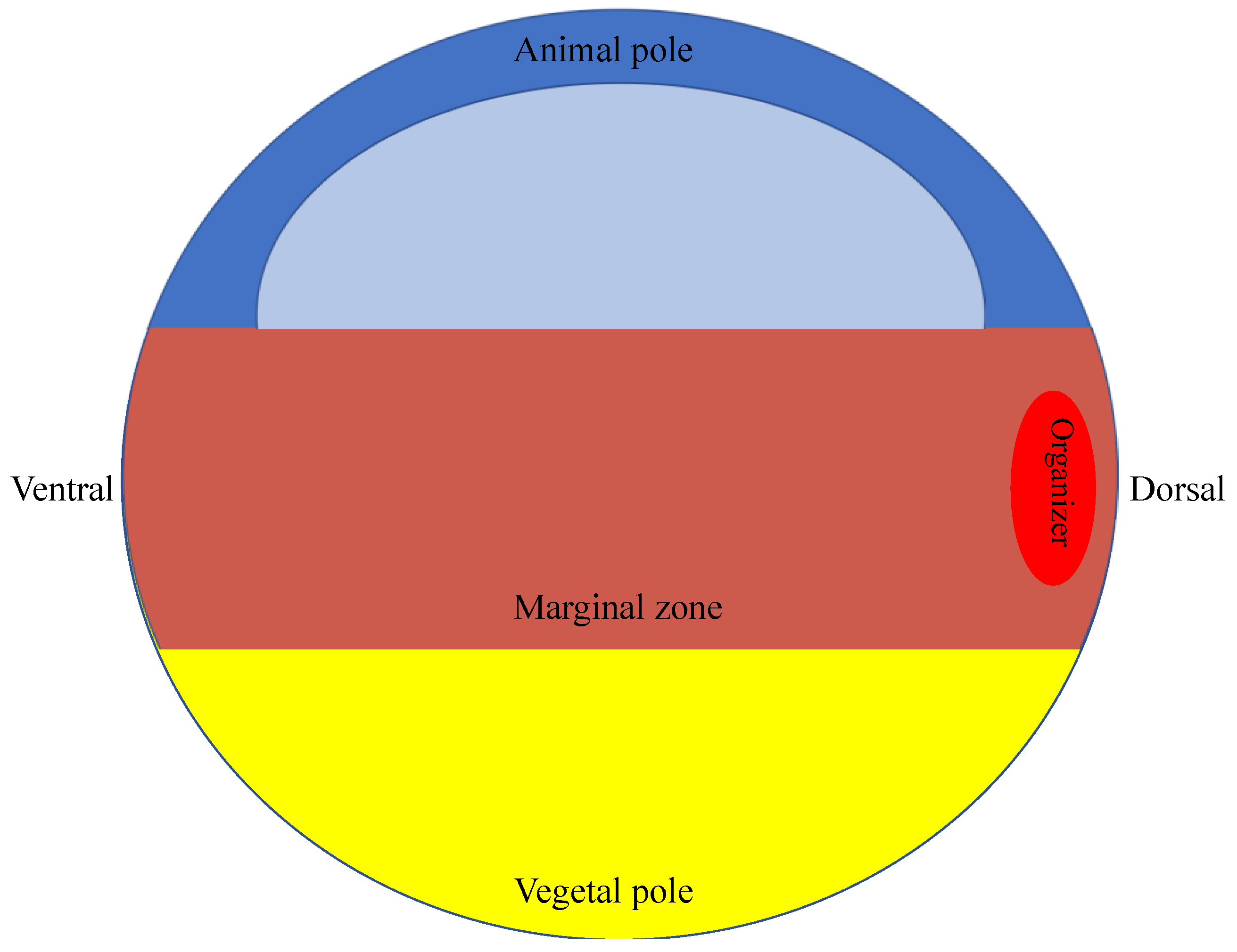 Genes 10 00895 g001