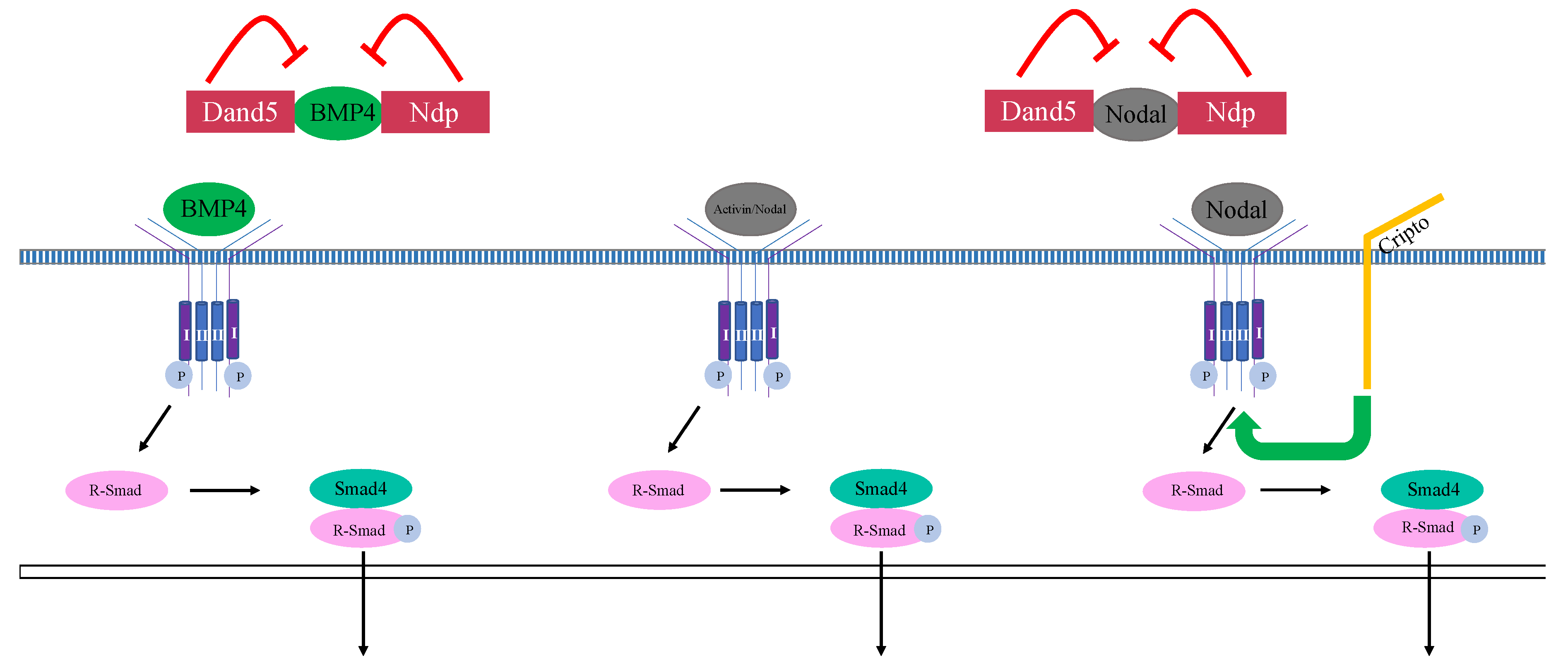 Genes 10 00895 g002