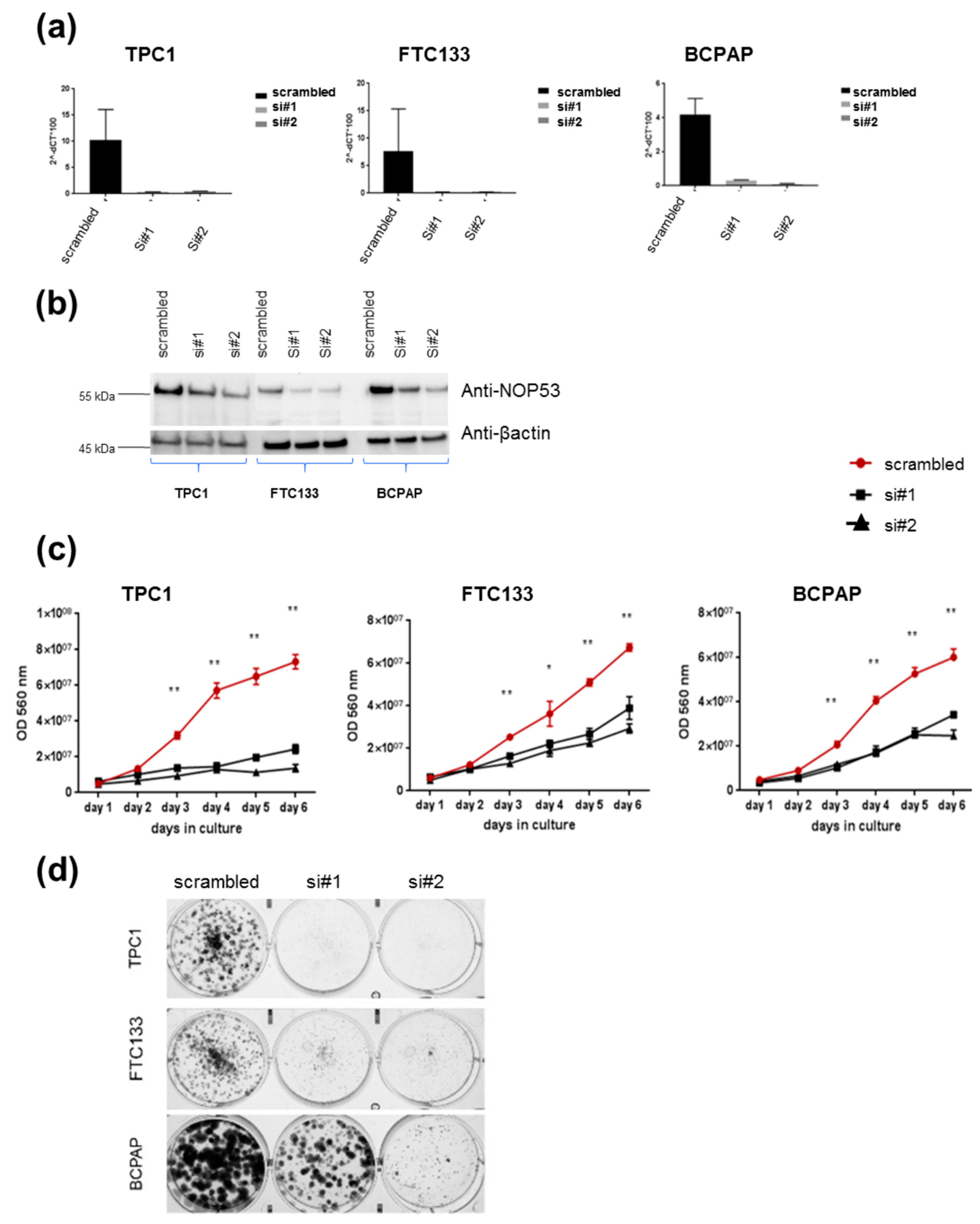 Genes 10 00899 g004