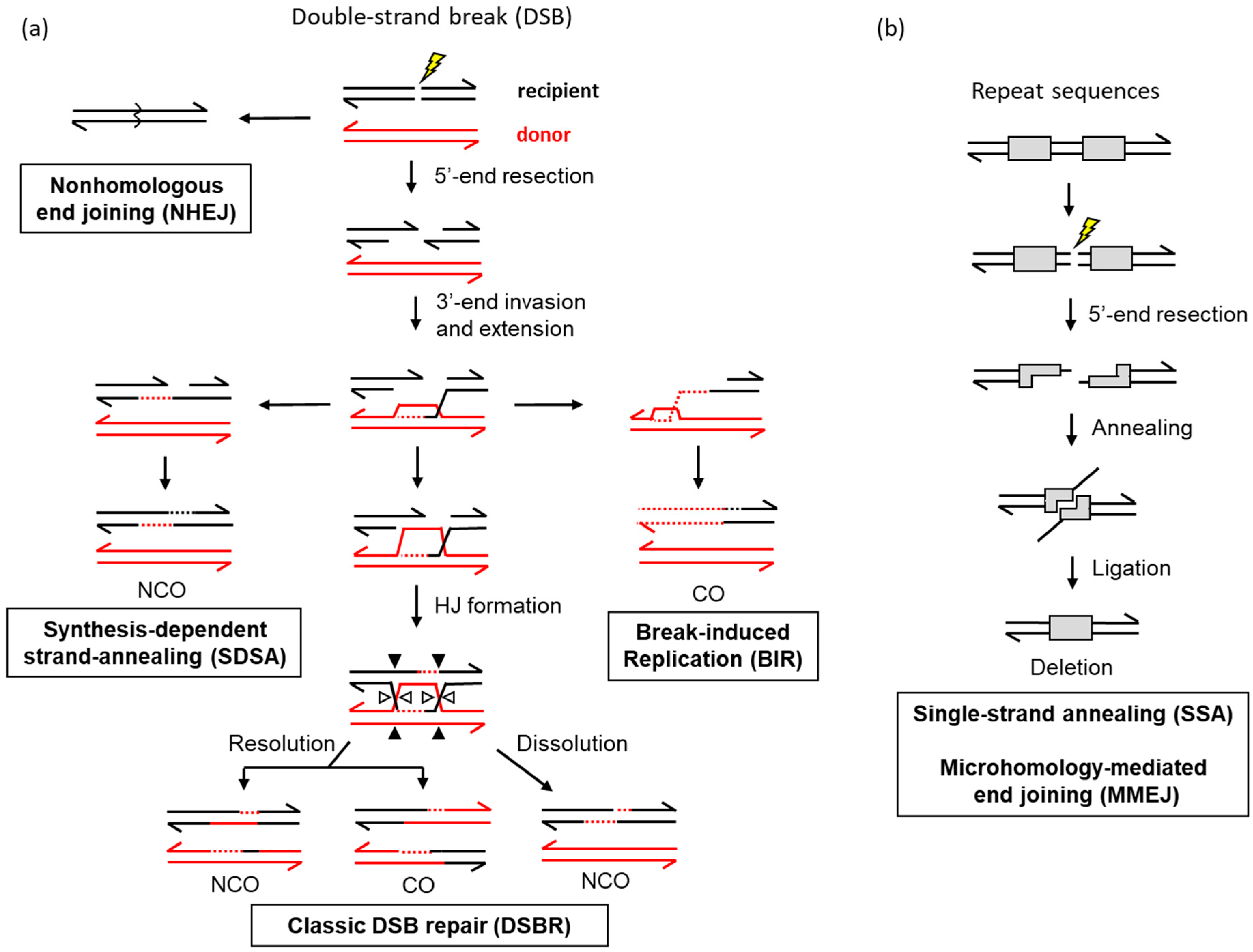Genes 10 00901 g001