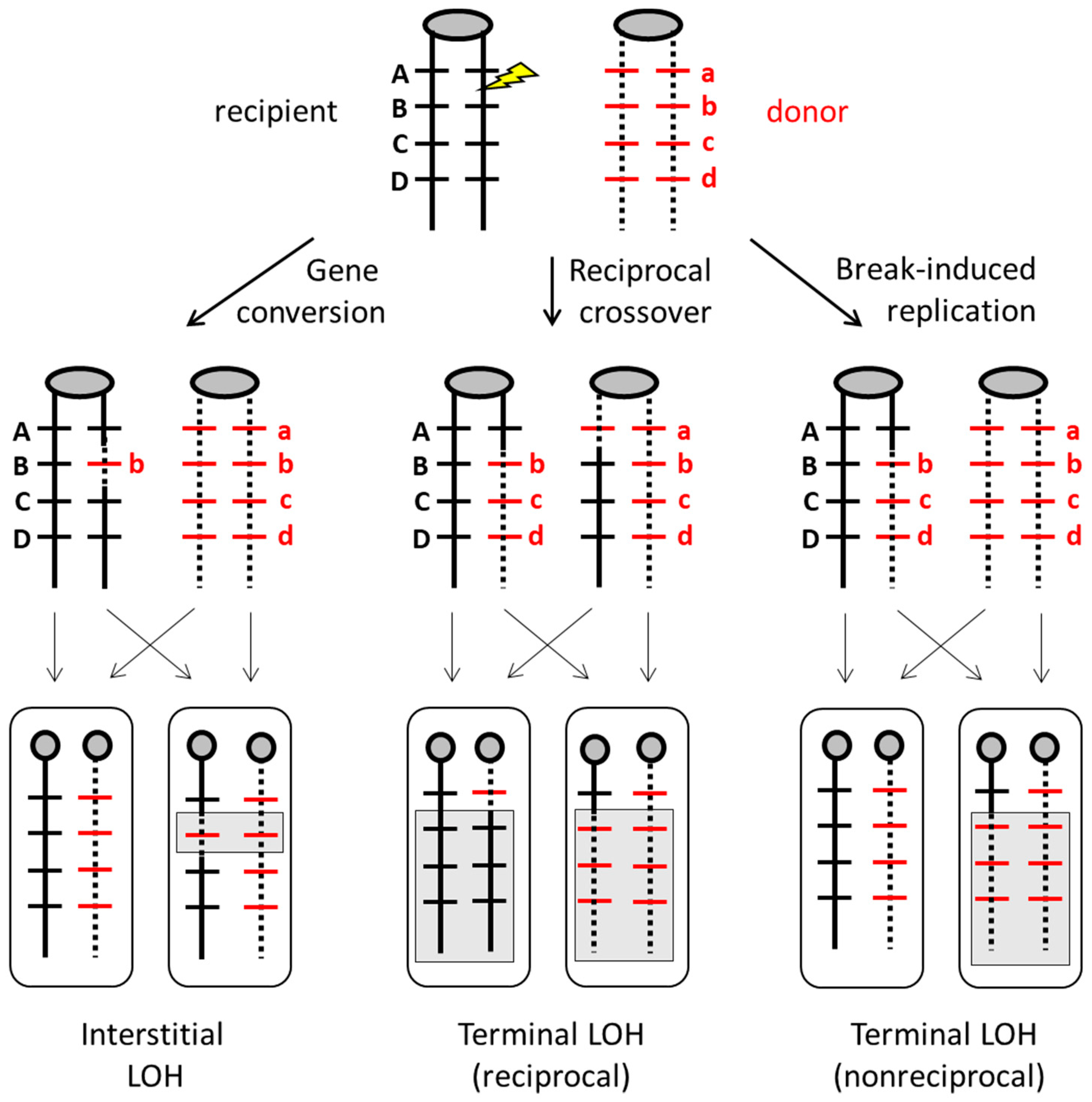 Genes 10 00901 g002
