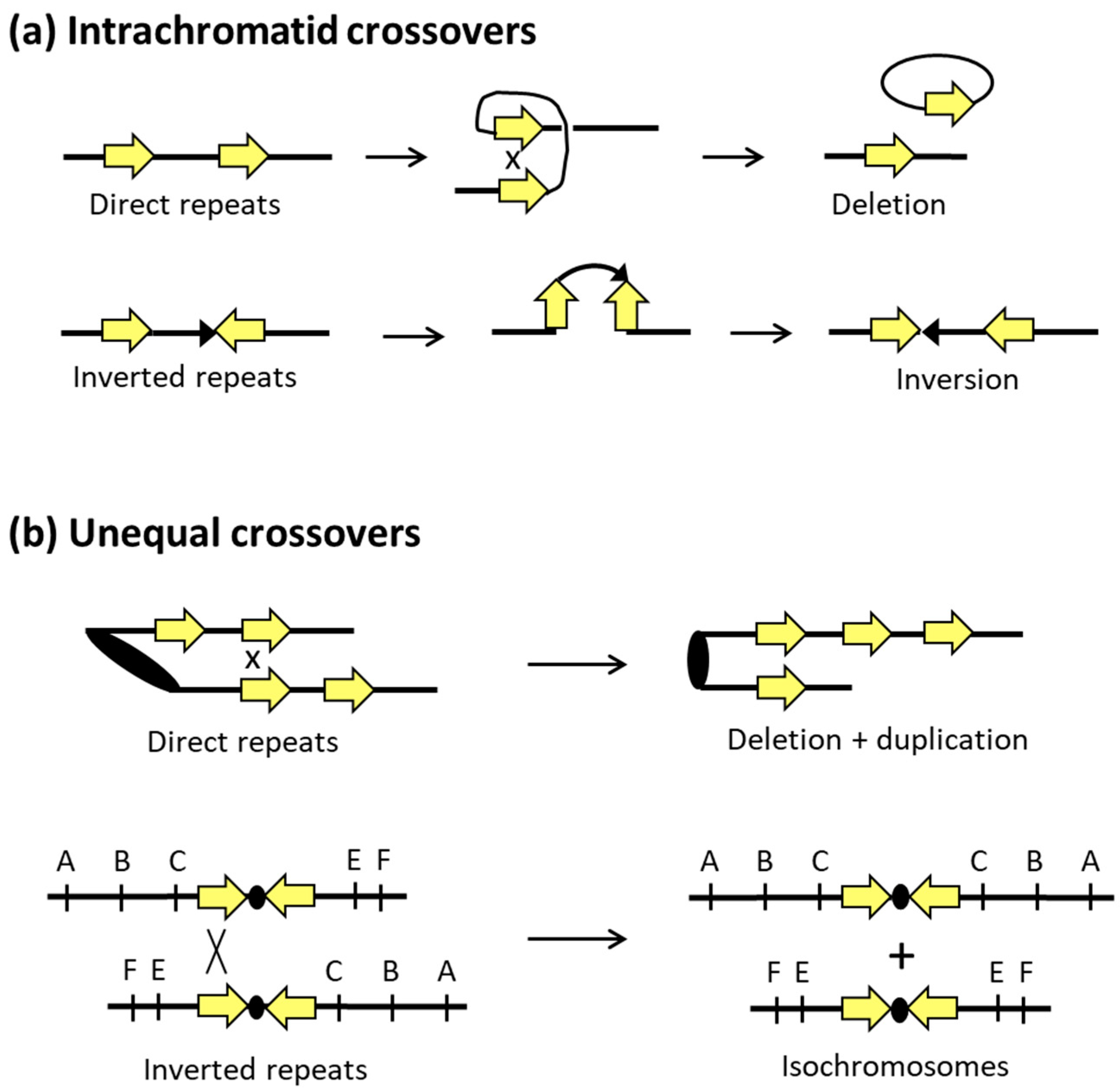 Mitotic Recombination and Adaptive Genomic ... Biology Diagrams